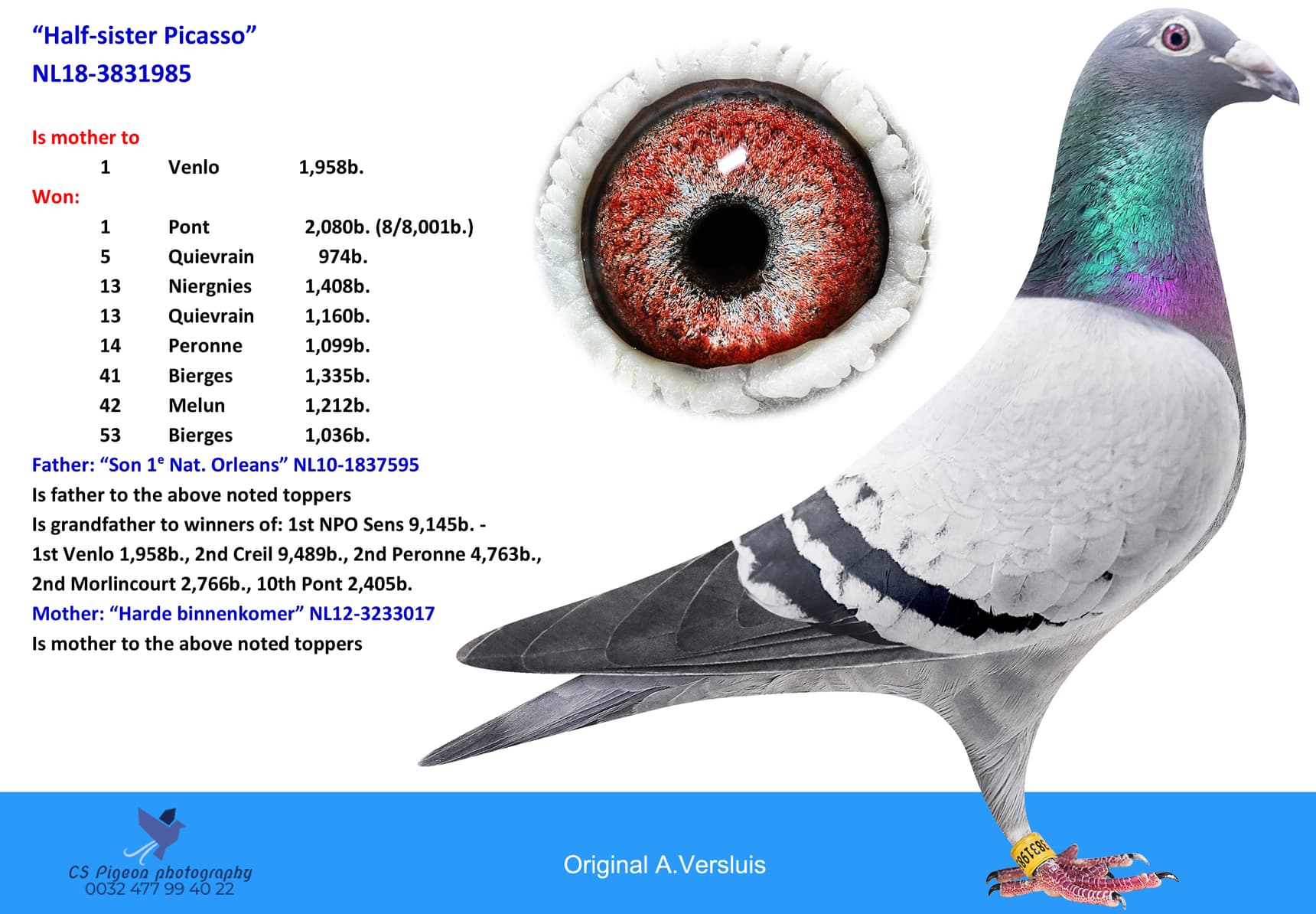 pigeon: undefined