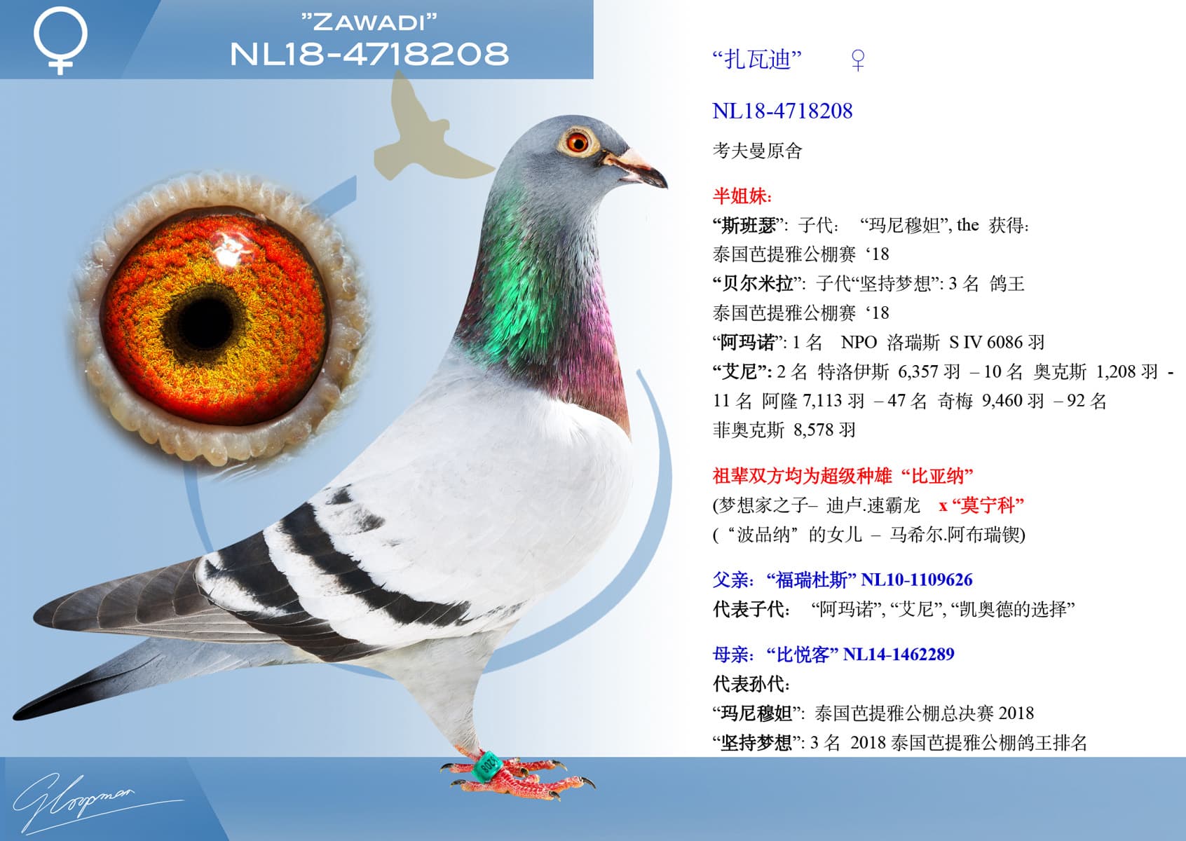 pigeon: undefined