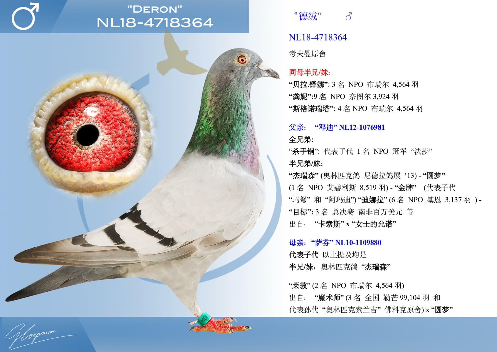 pigeon: undefined