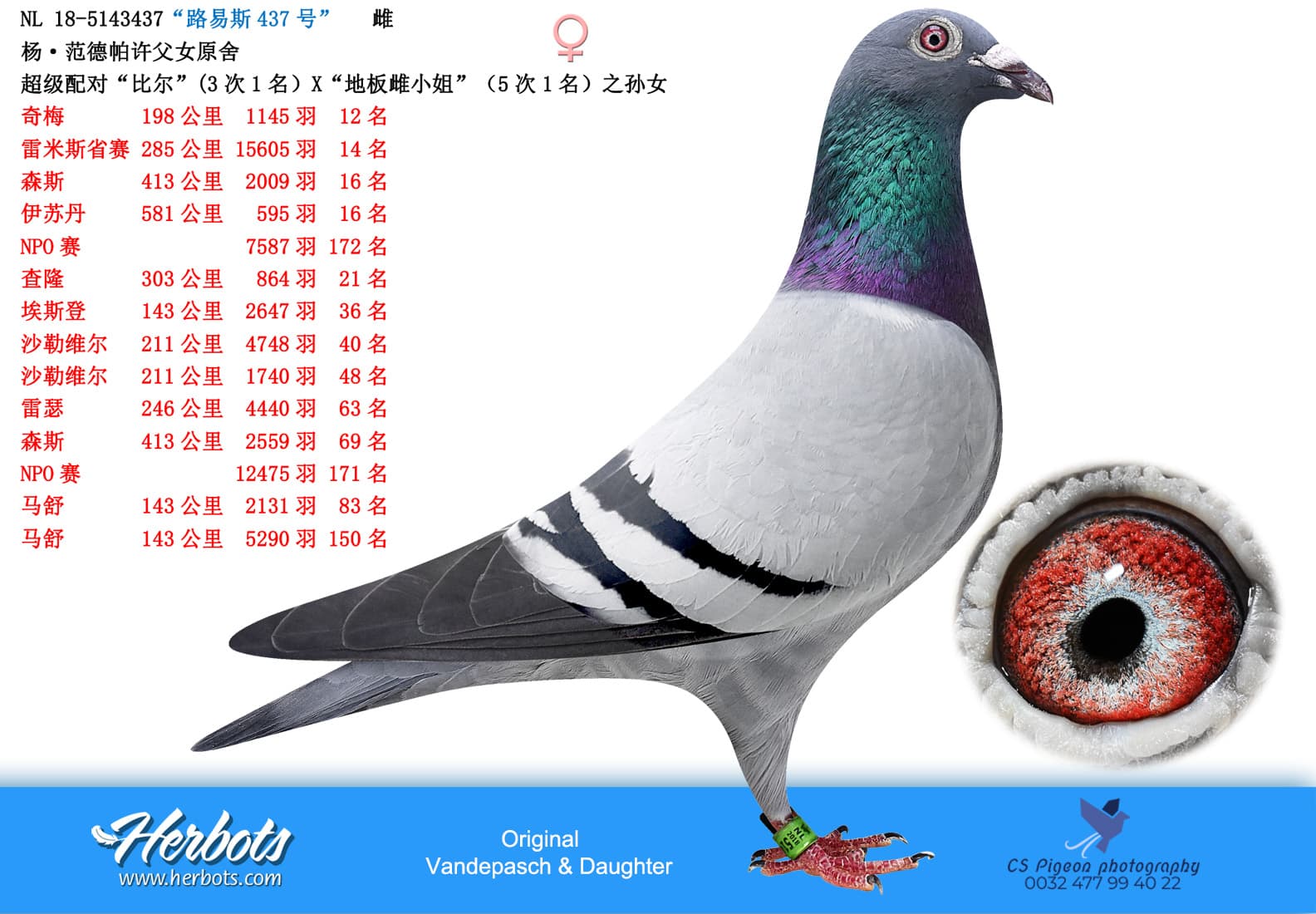 pigeon: undefined