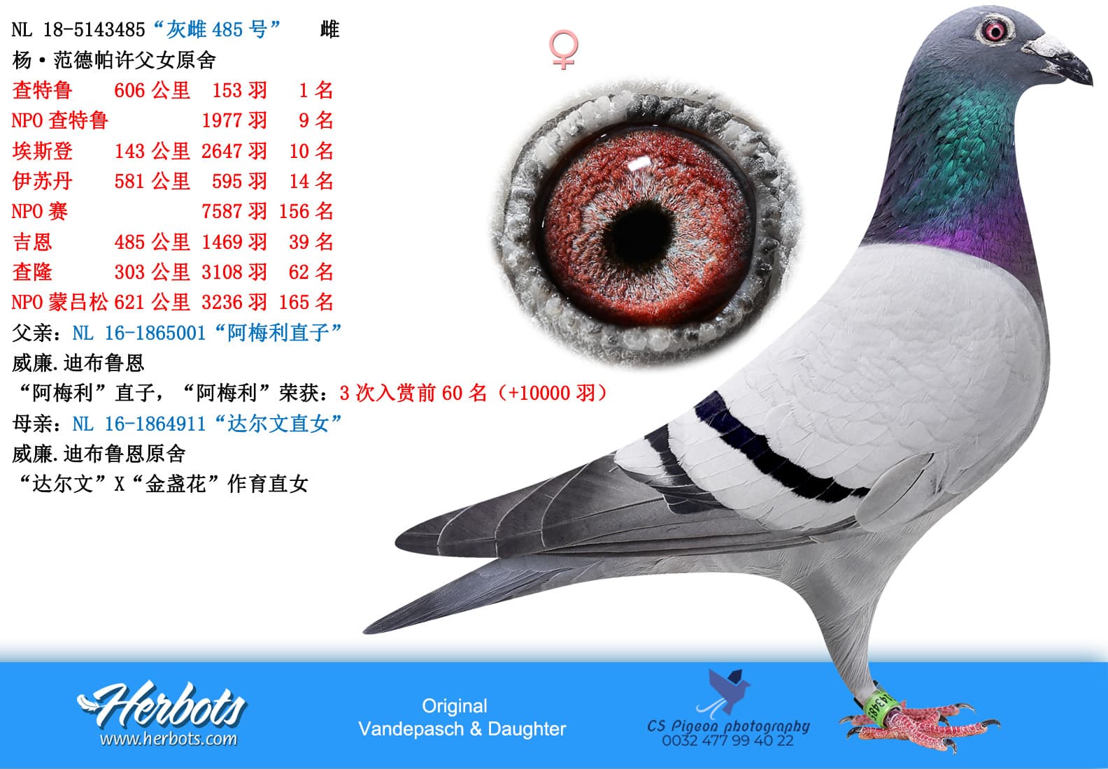 pigeon: undefined