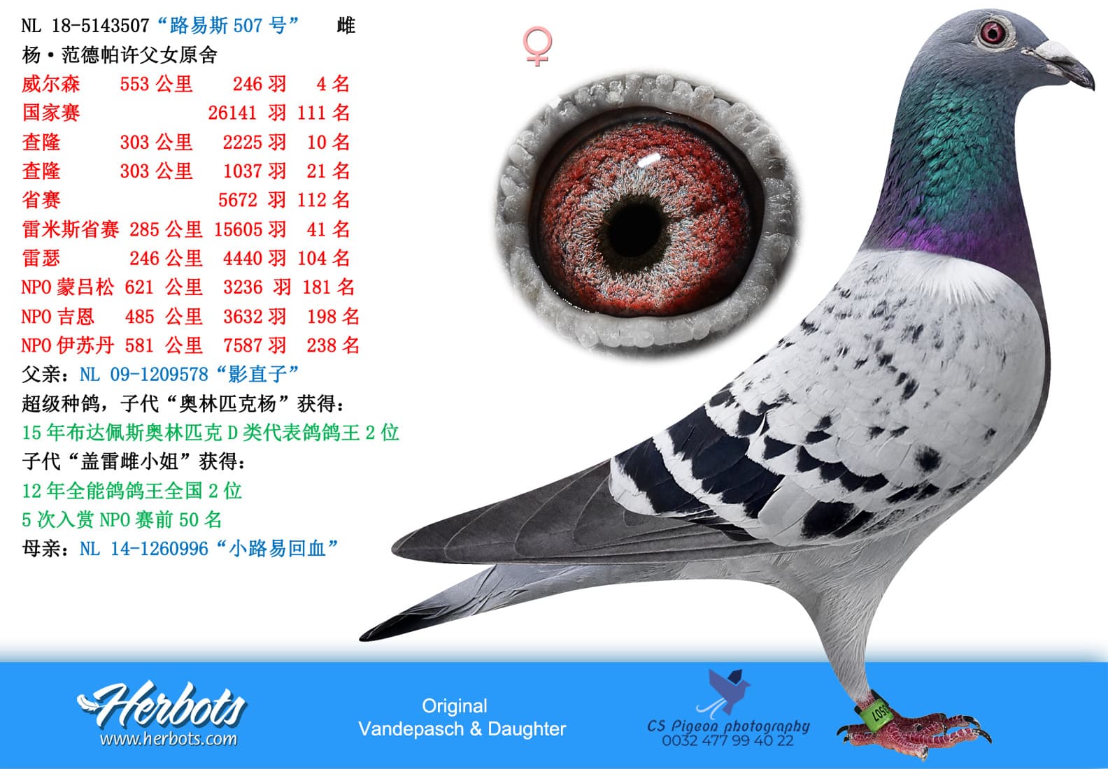 pigeon: undefined
