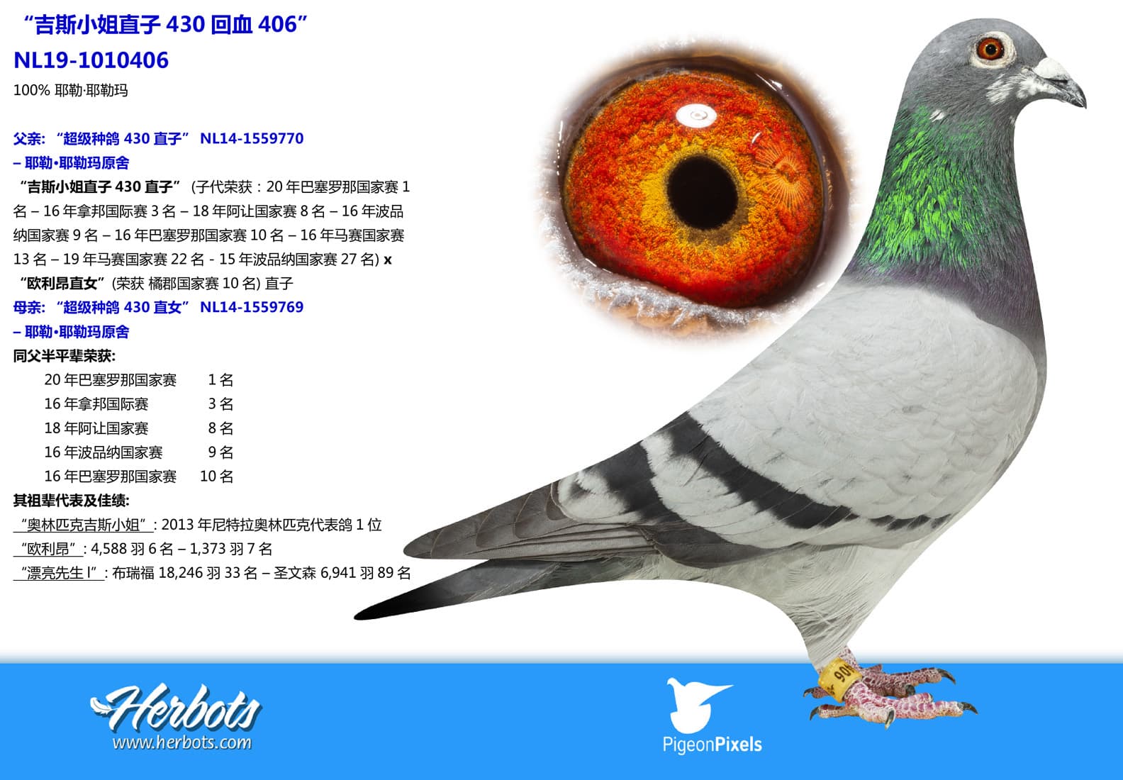 pigeon: undefined