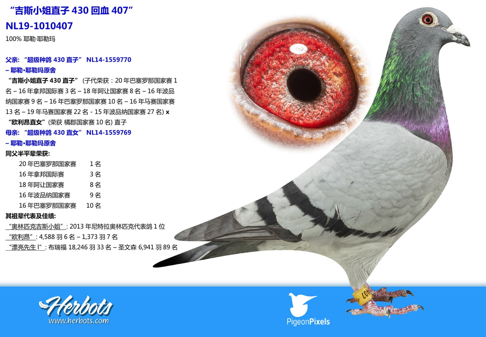 pigeon: undefined