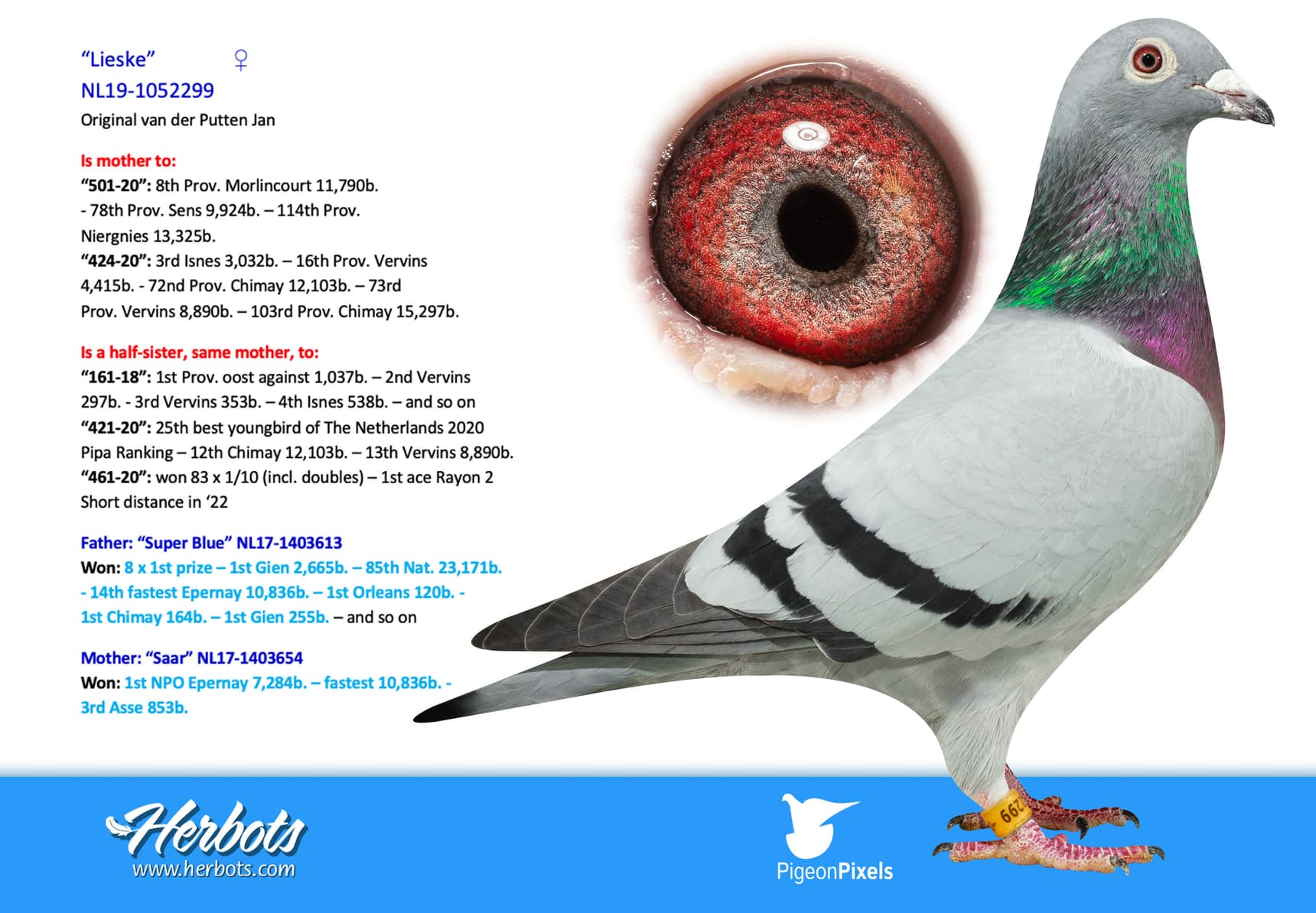 pigeon: undefined