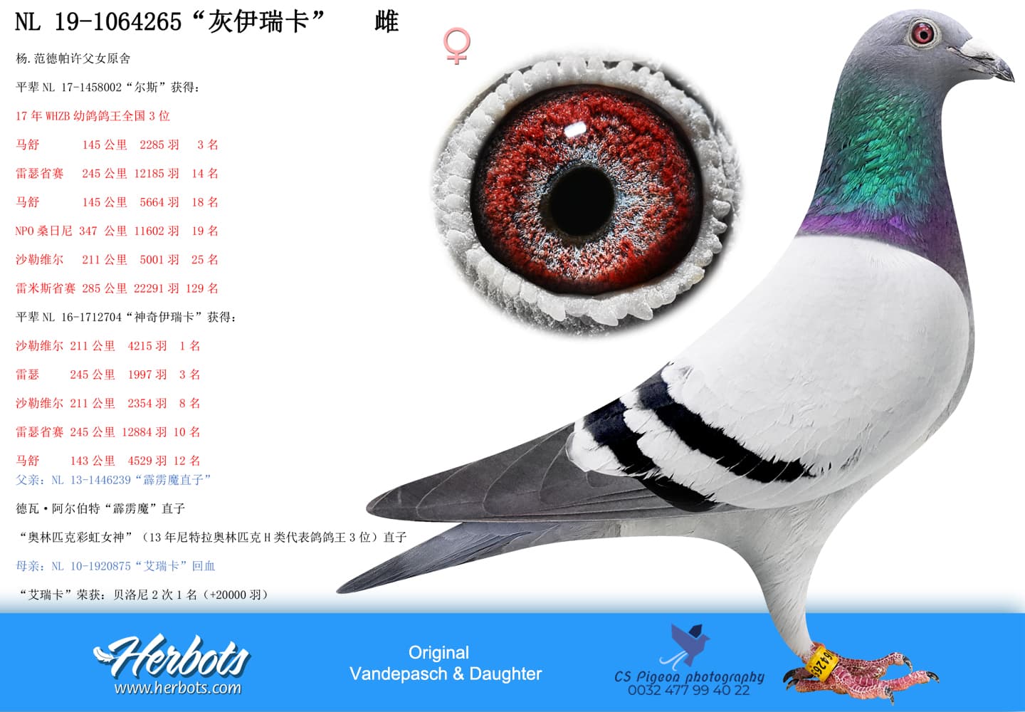 pigeon: undefined