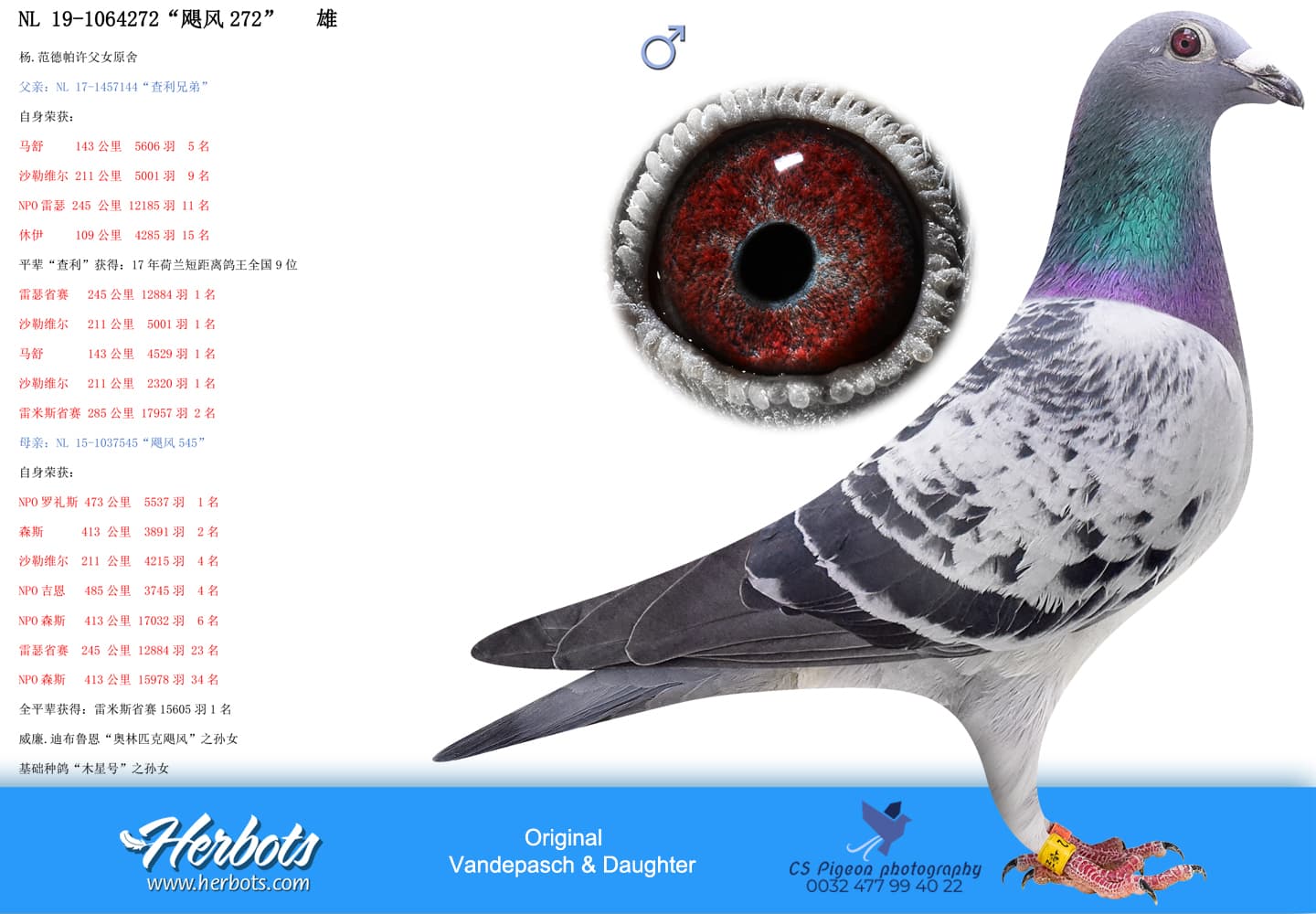 pigeon: undefined