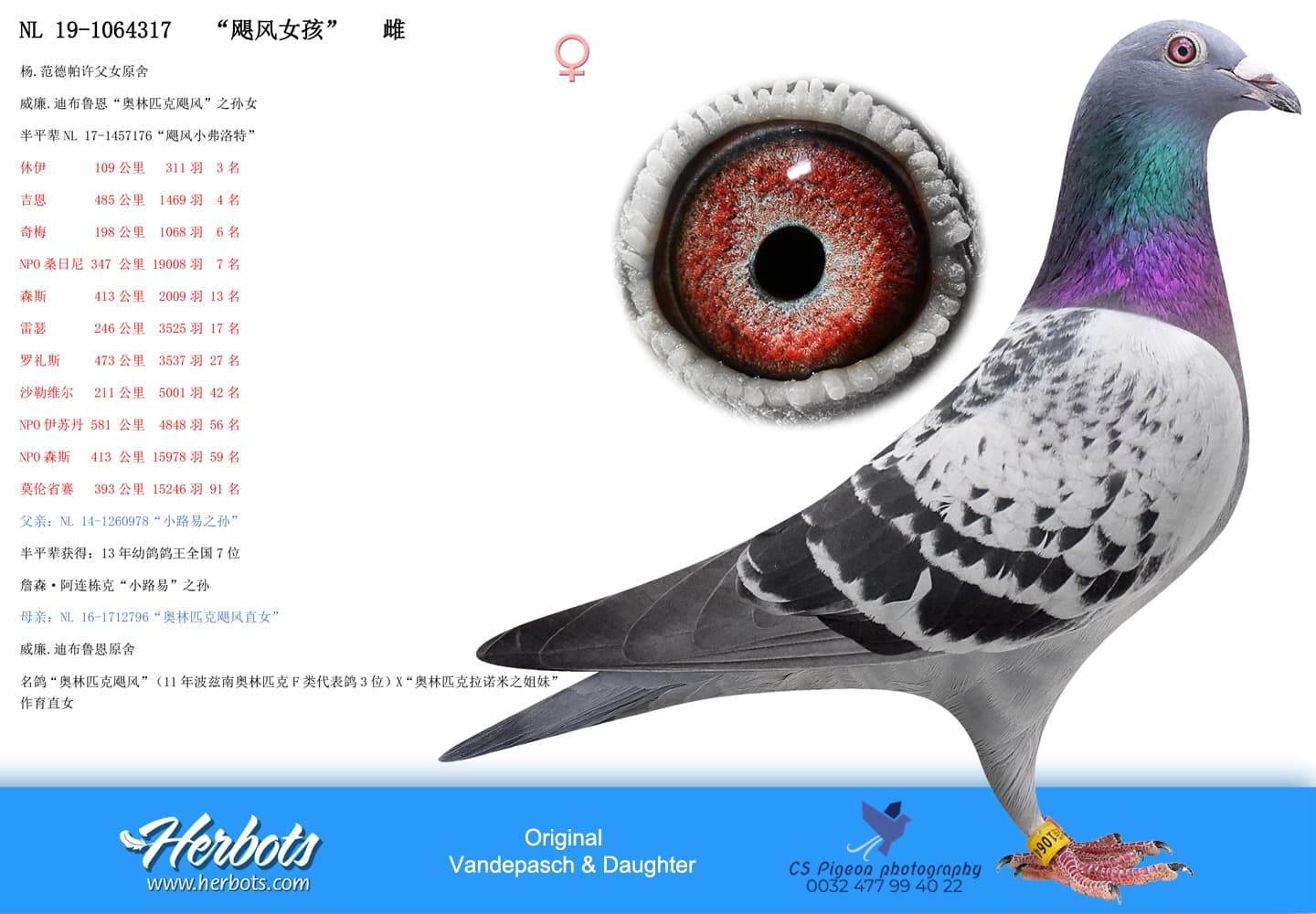 pigeon: undefined