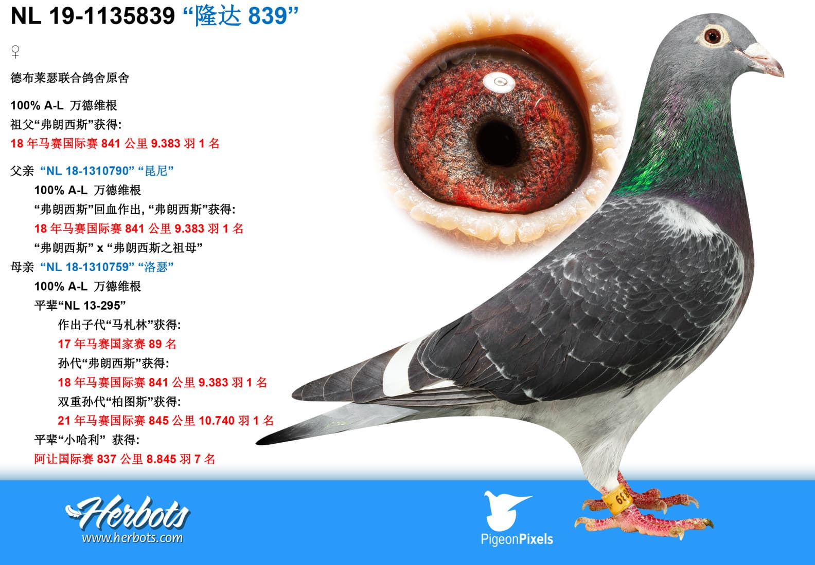 pigeon: “隆达839”