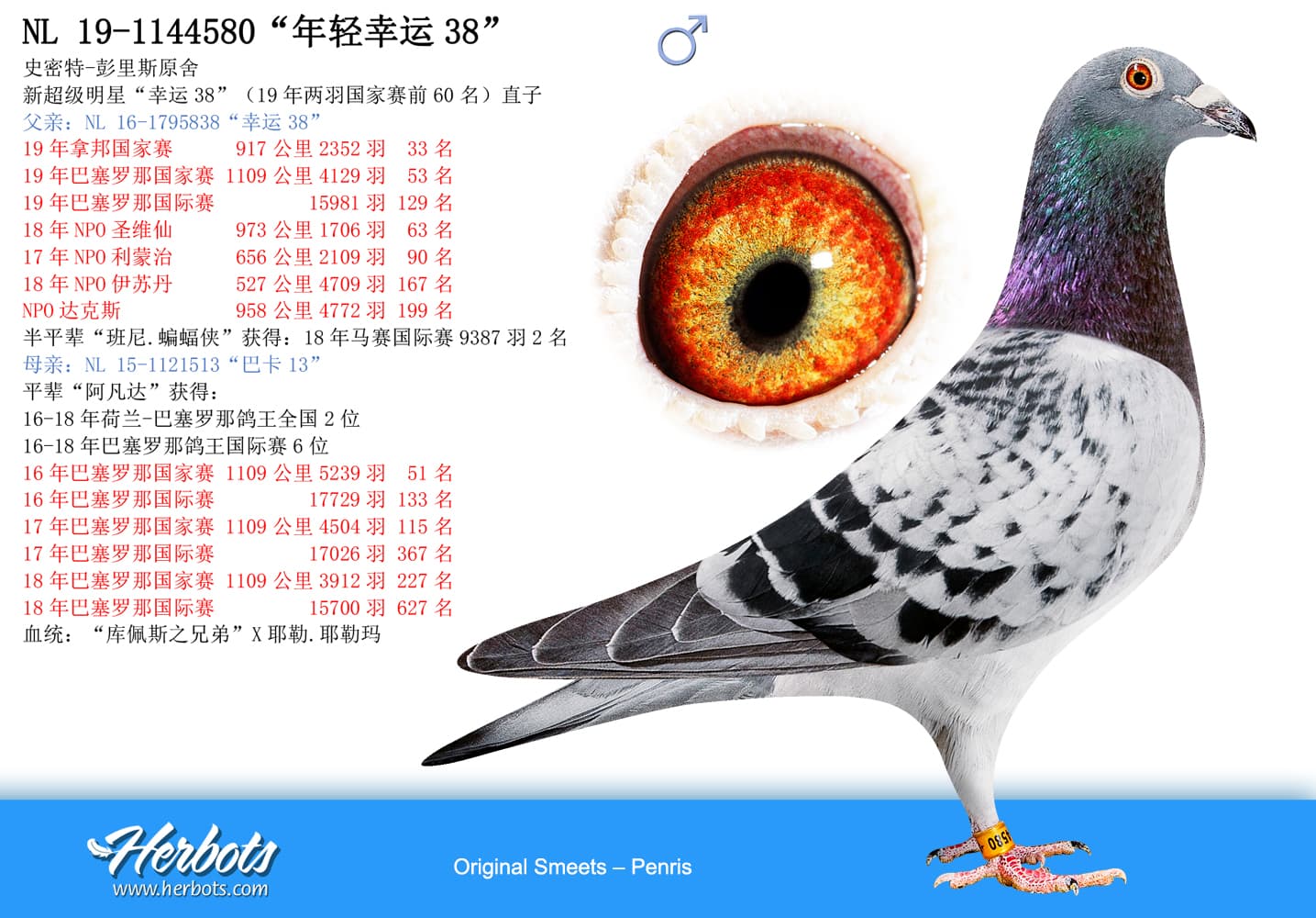 pigeon: undefined