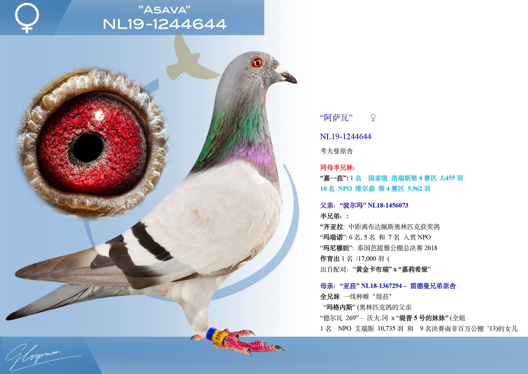 pigeon: undefined