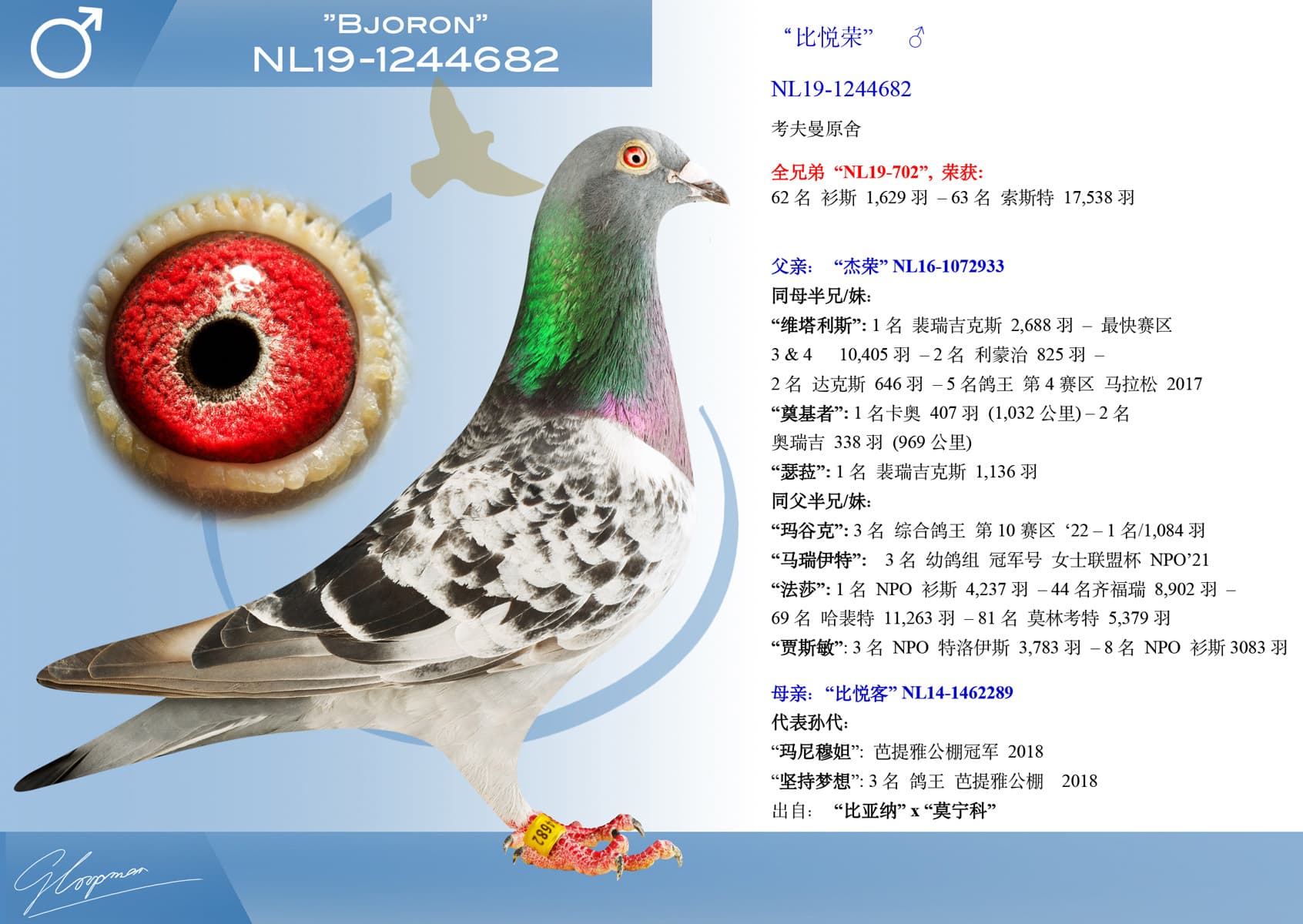 pigeon: undefined