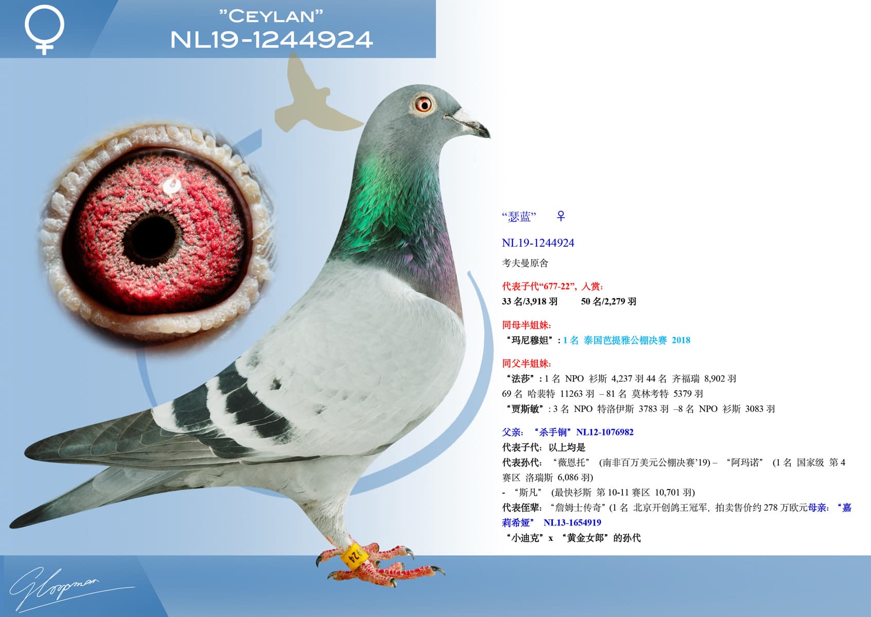 pigeon: undefined