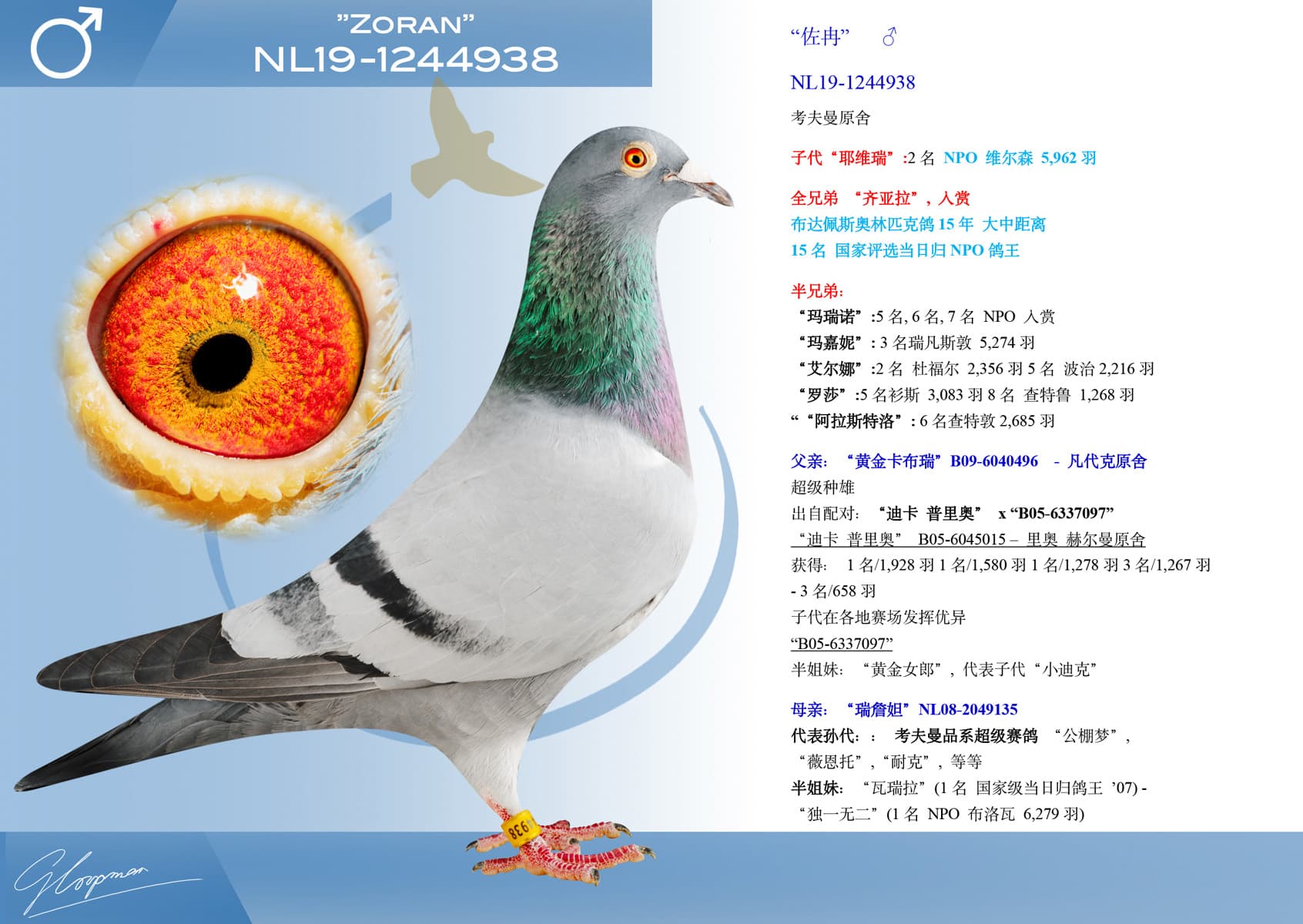 pigeon: undefined