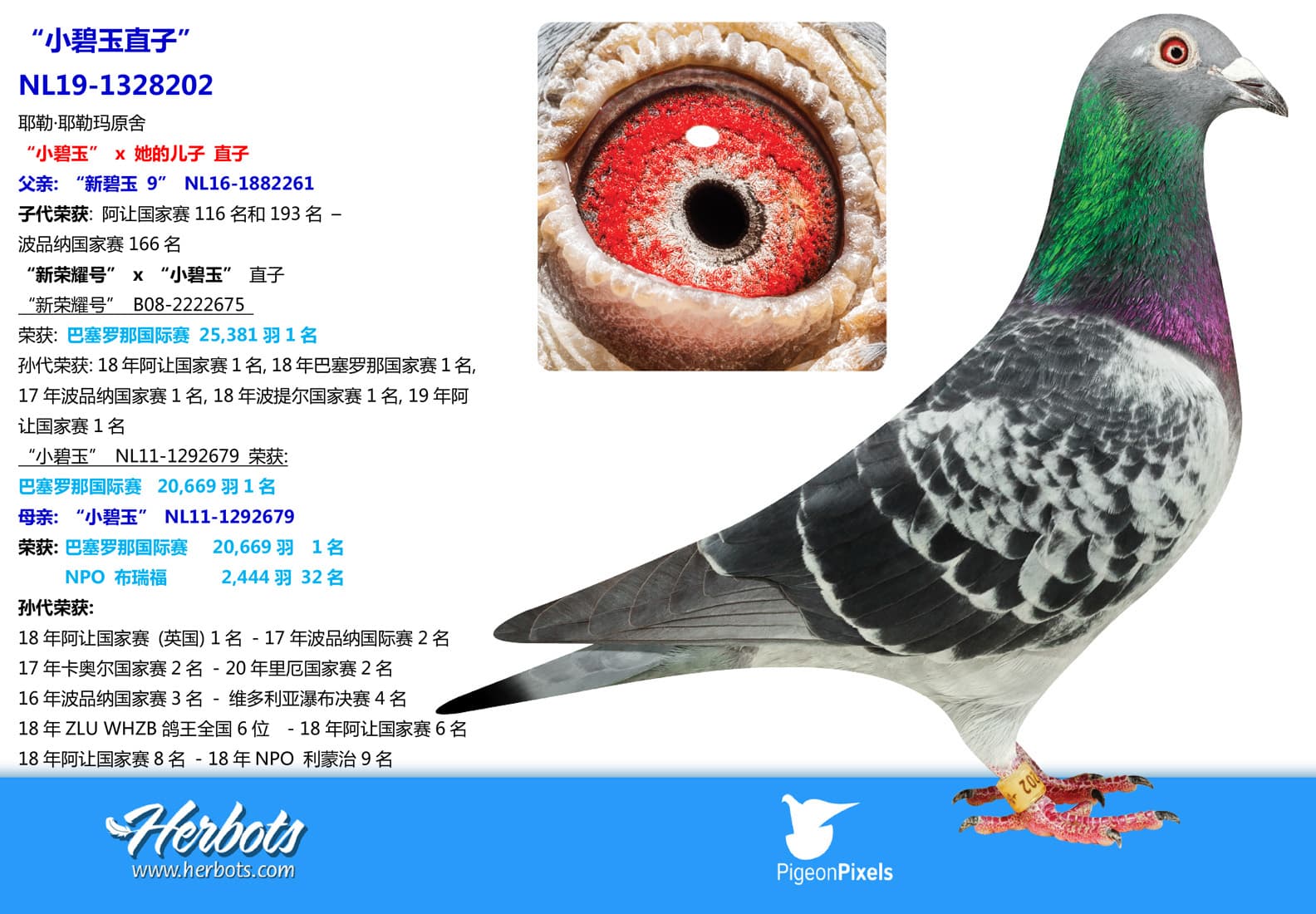 pigeon: undefined