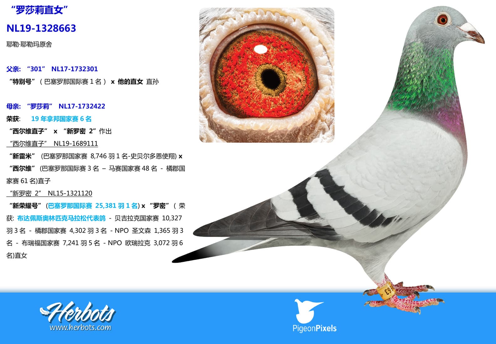 pigeon: undefined