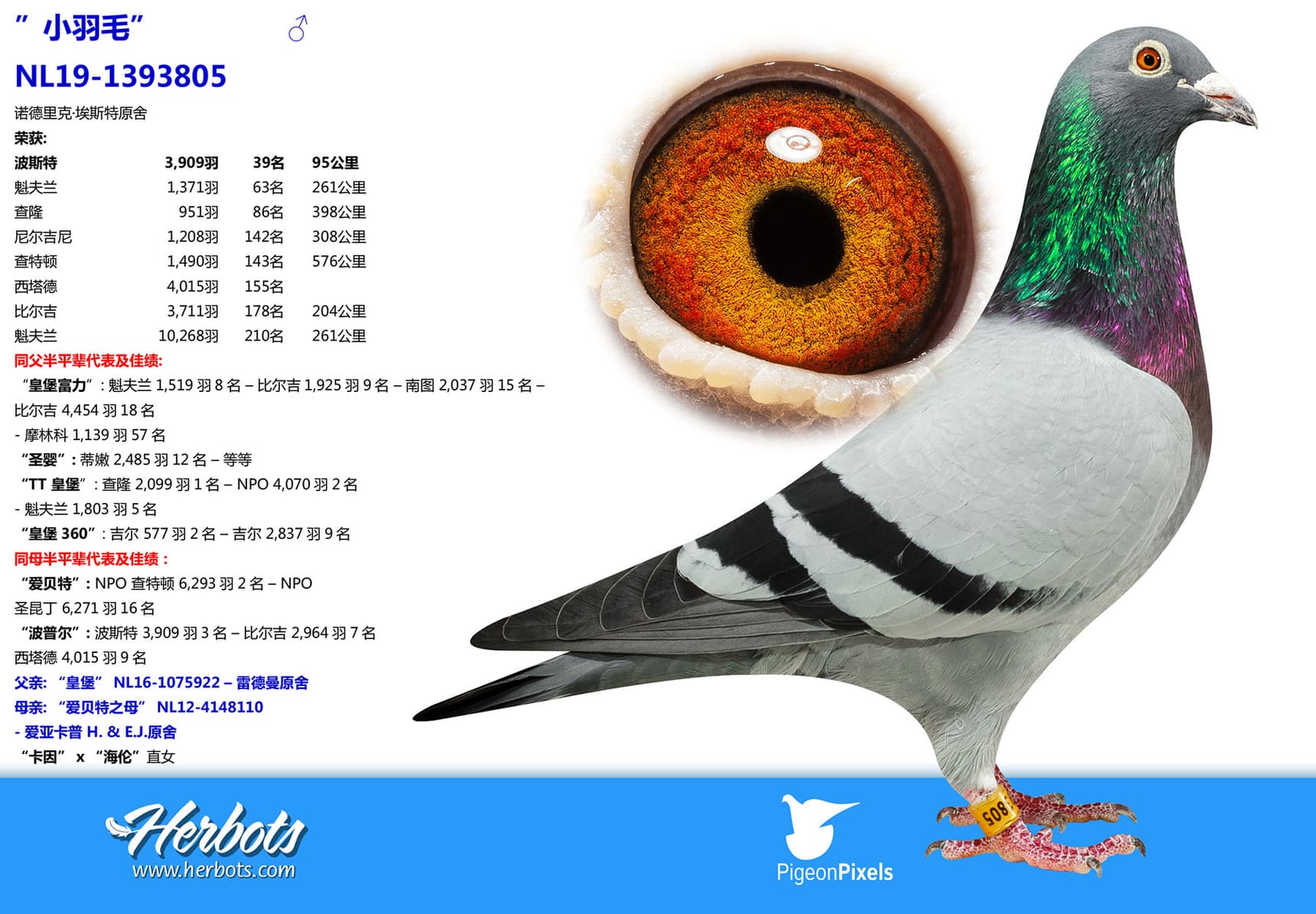 pigeon: undefined