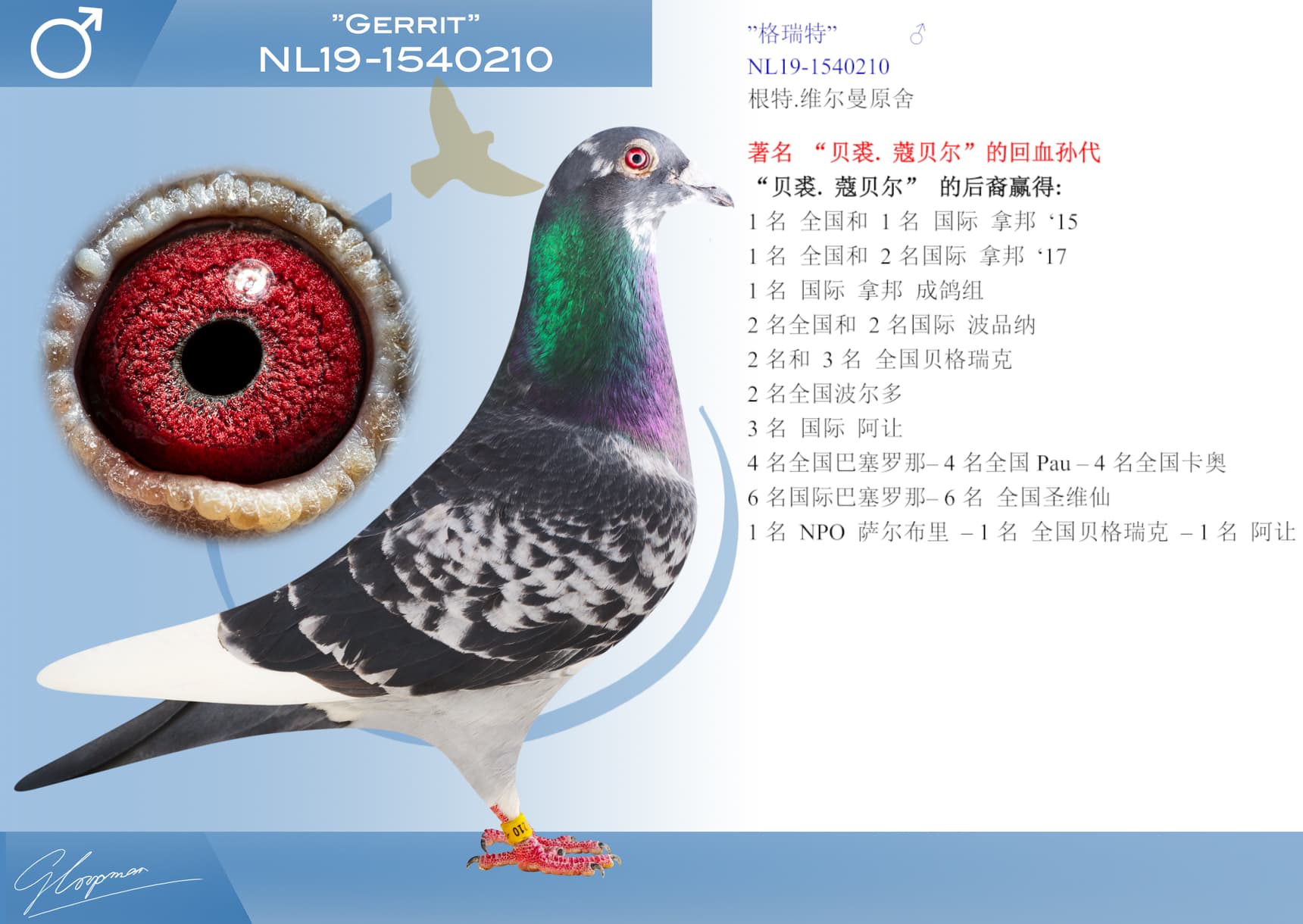 pigeon: undefined