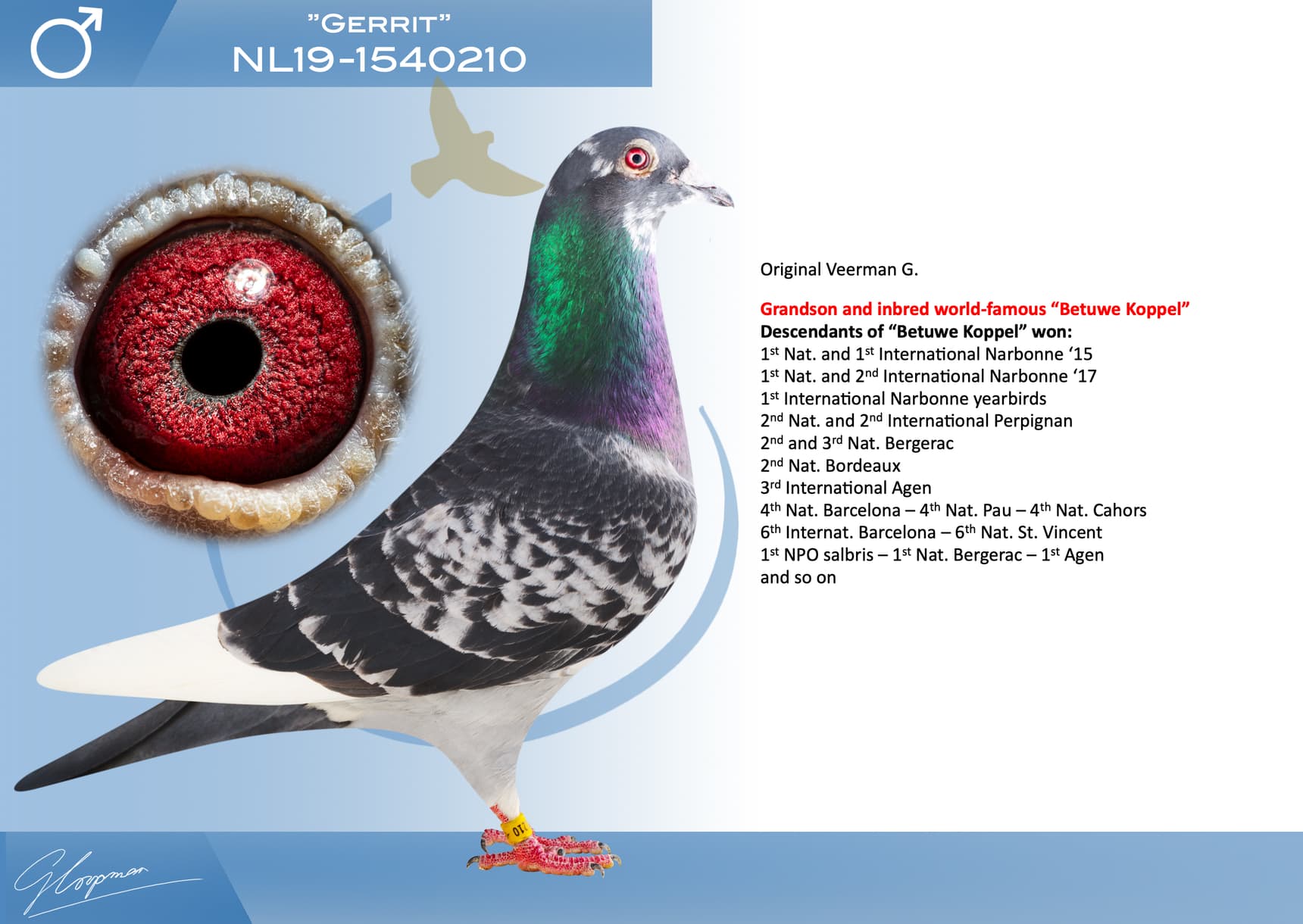pigeon: undefined