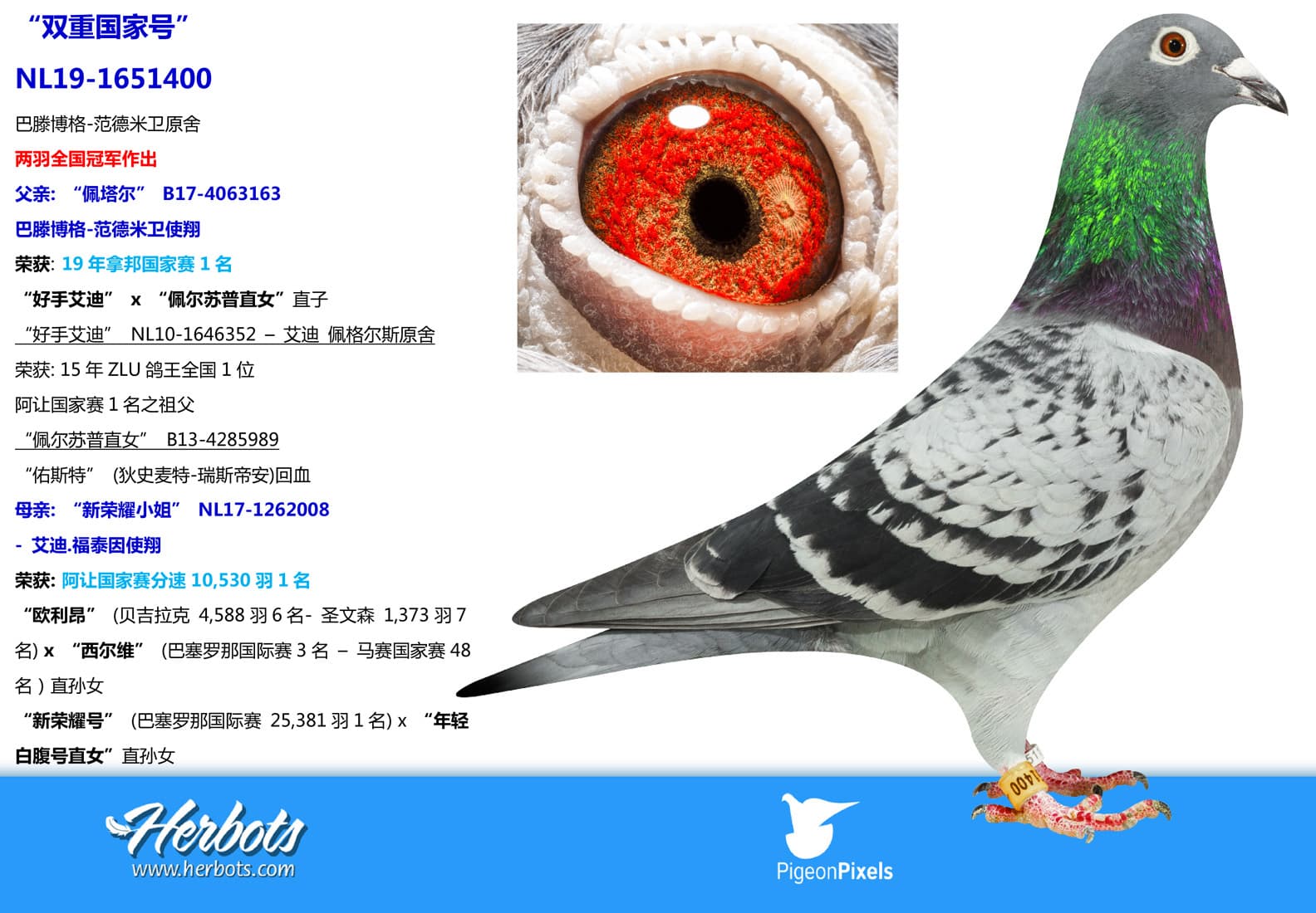 pigeon: undefined