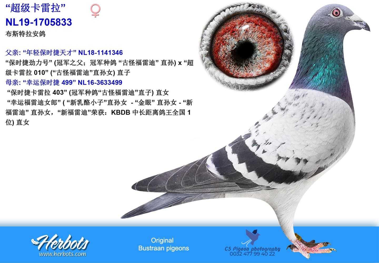 pigeon: undefined