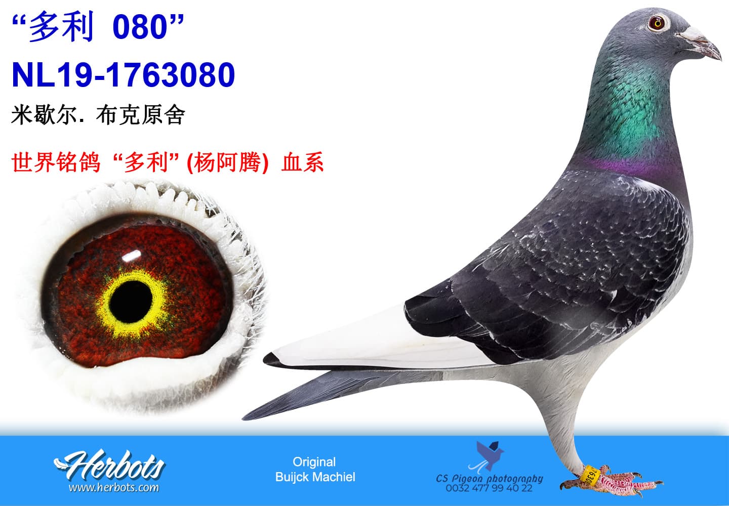 pigeon: undefined