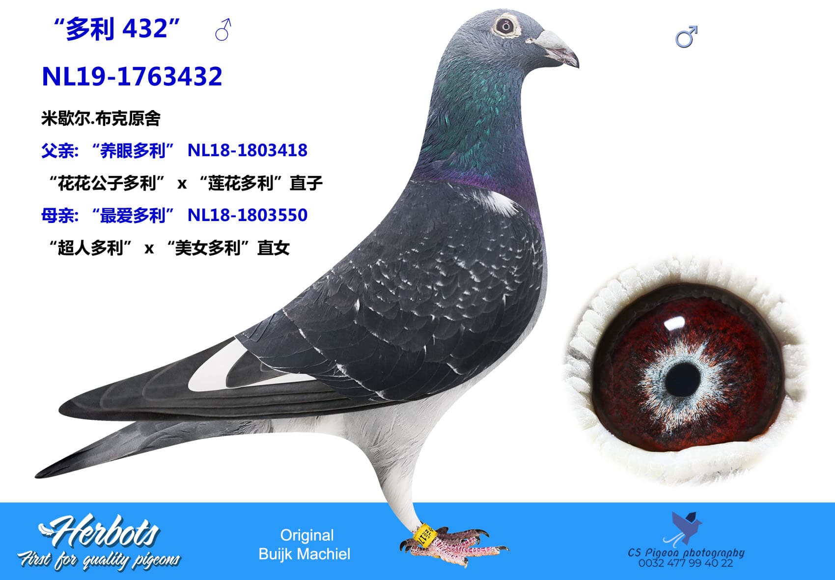 pigeon: undefined