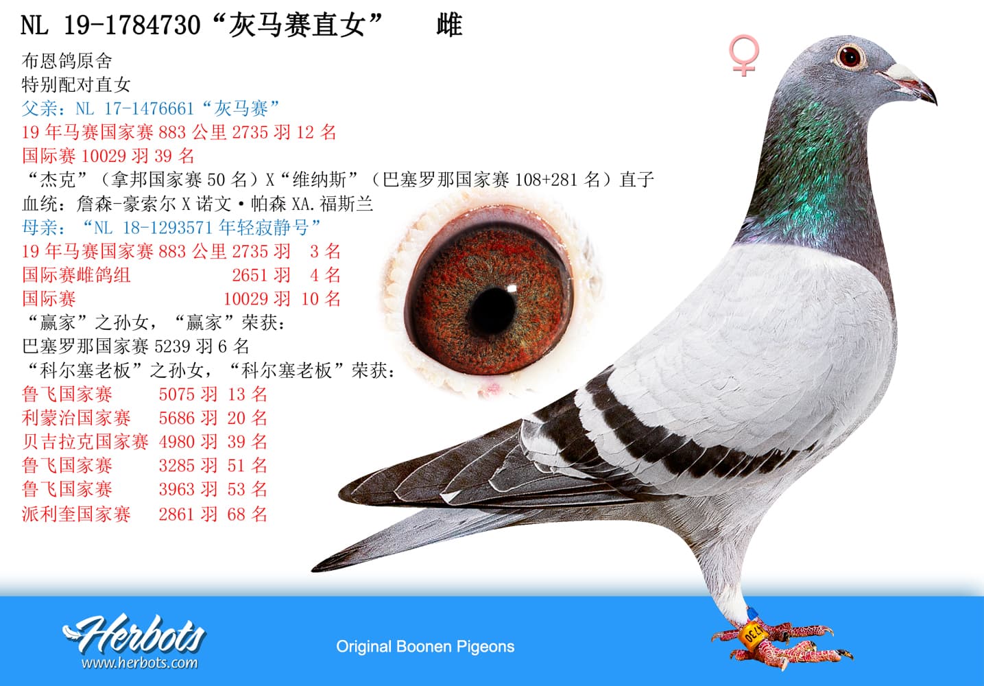 pigeon: undefined