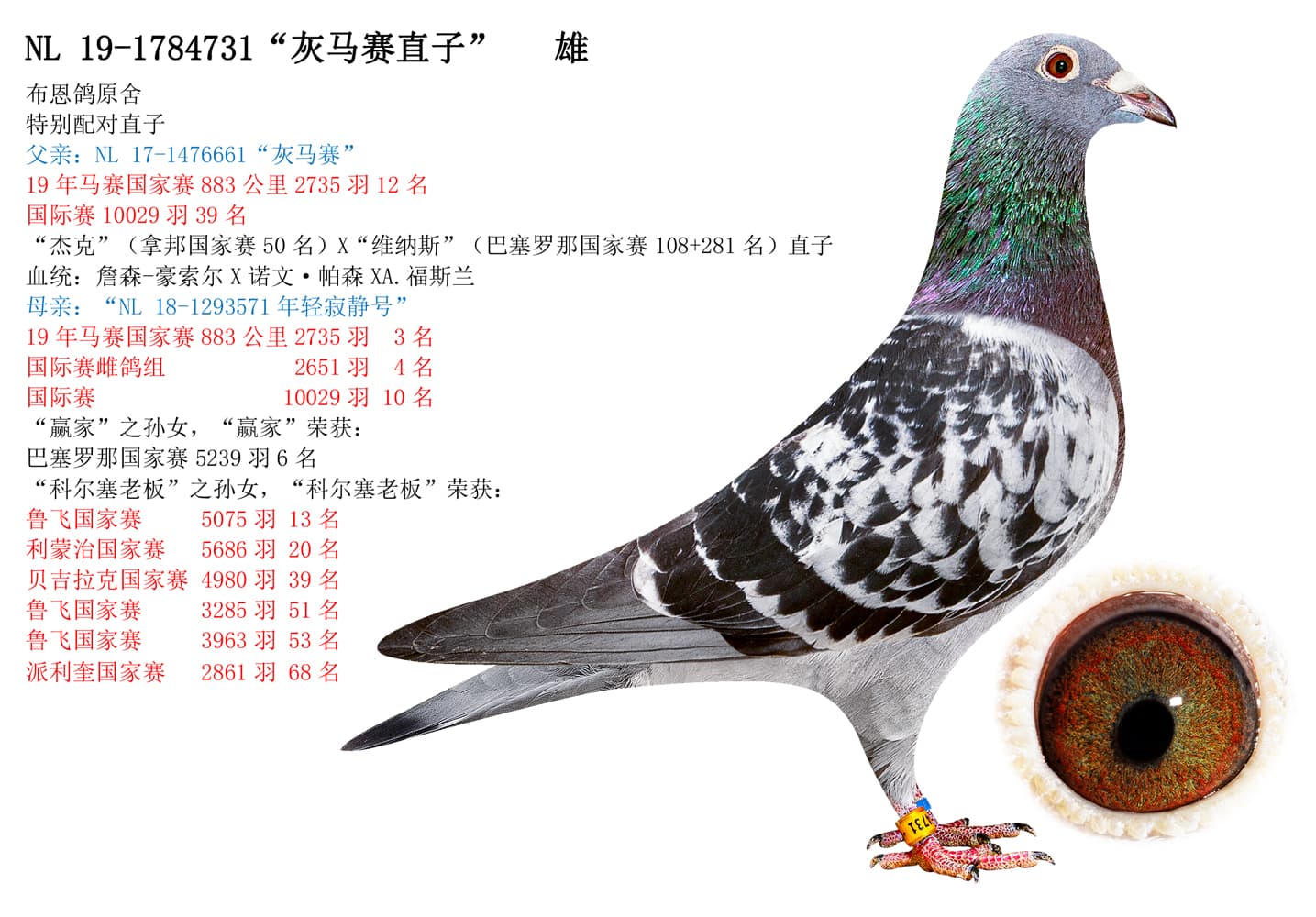pigeon: undefined