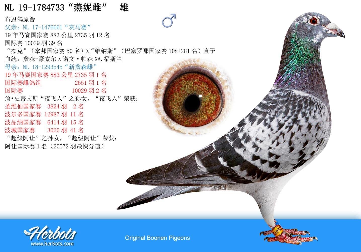 pigeon: undefined