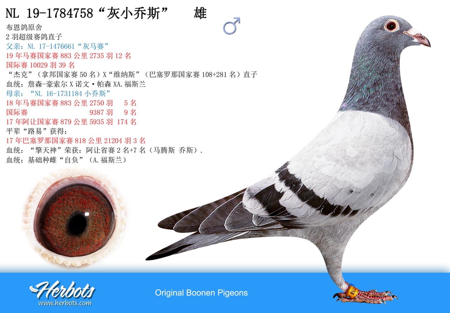 pigeon: undefined