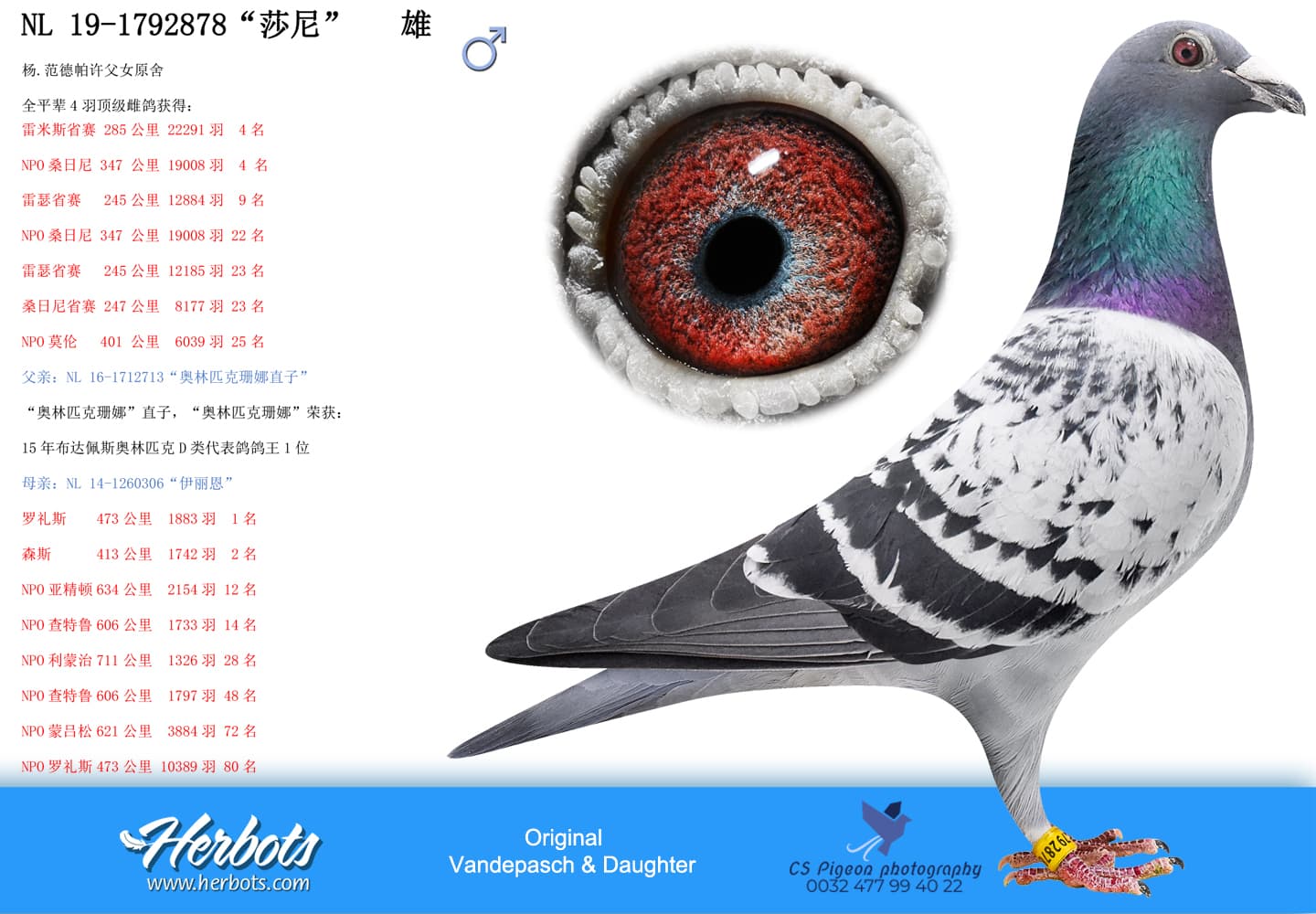 pigeon: undefined