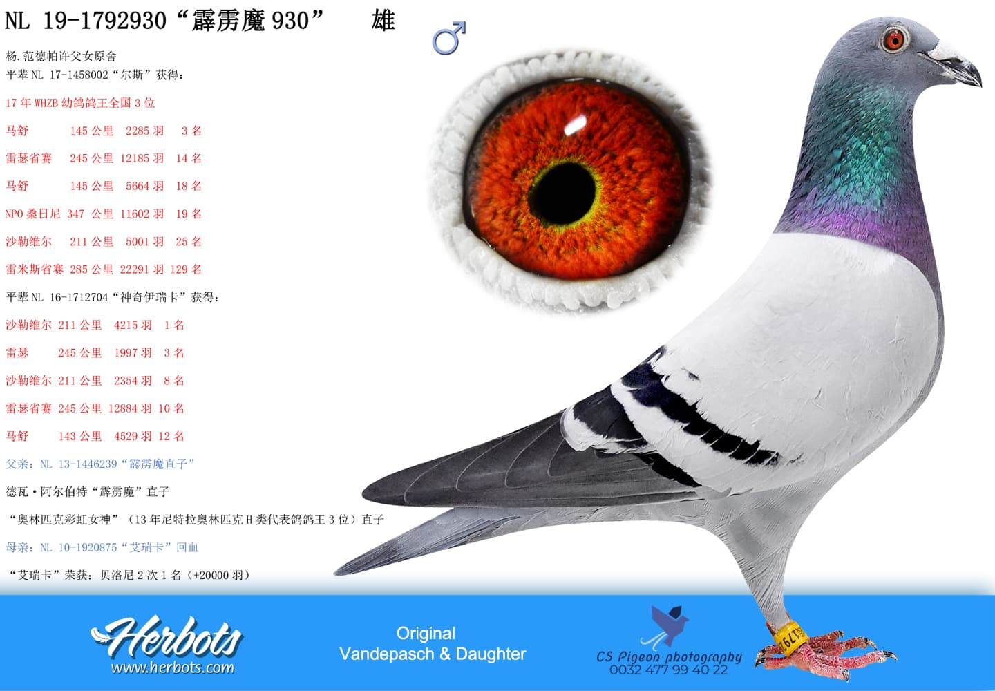 pigeon: undefined