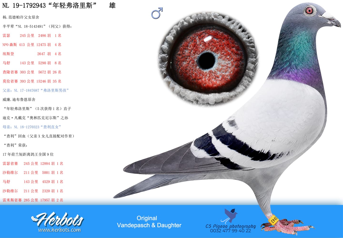 pigeon: undefined