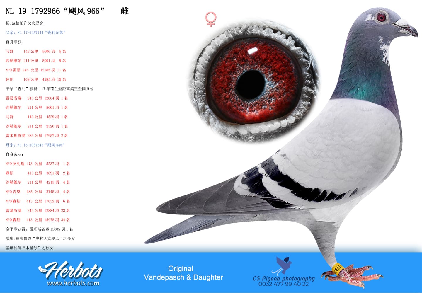 pigeon: undefined
