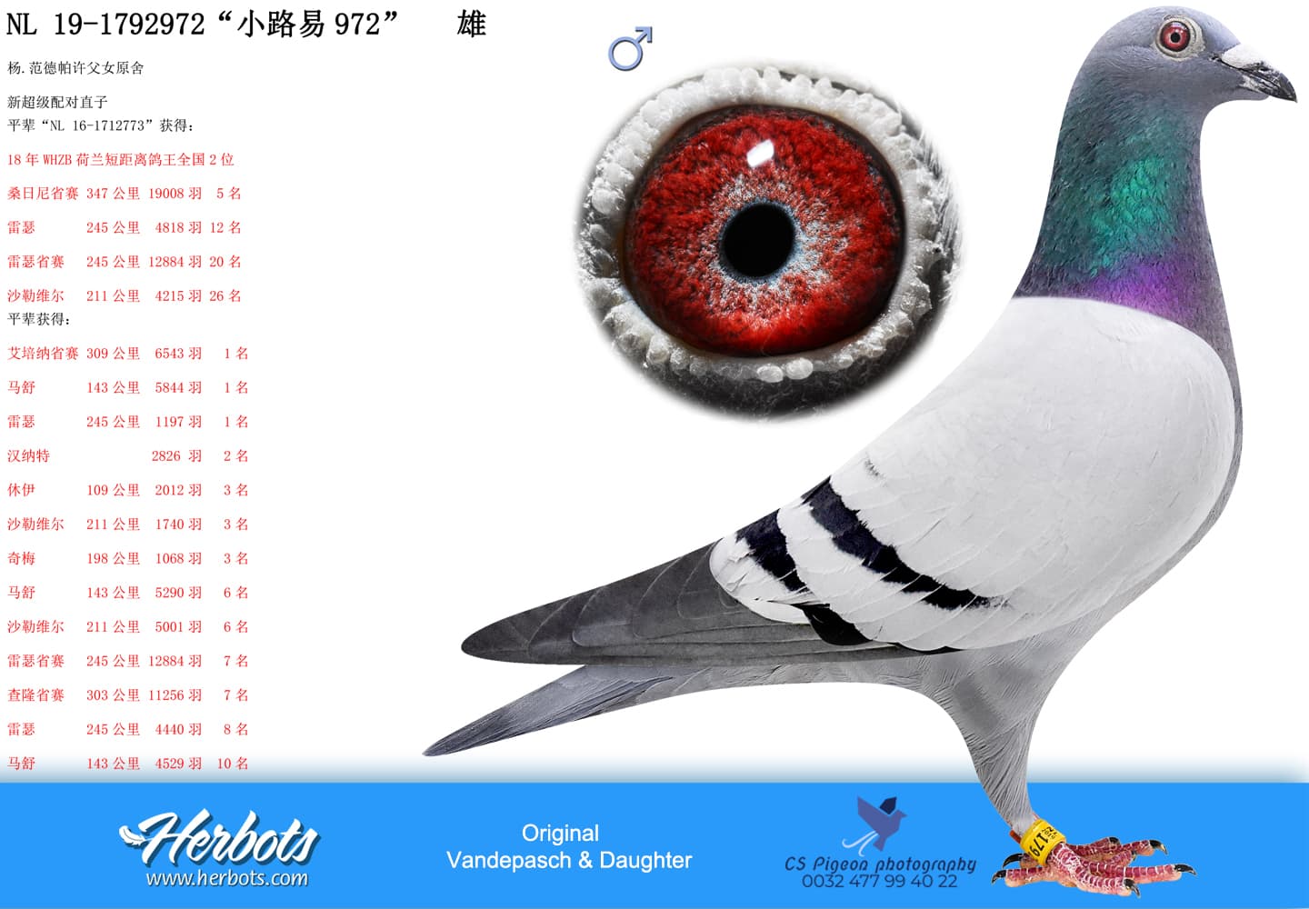 pigeon: undefined