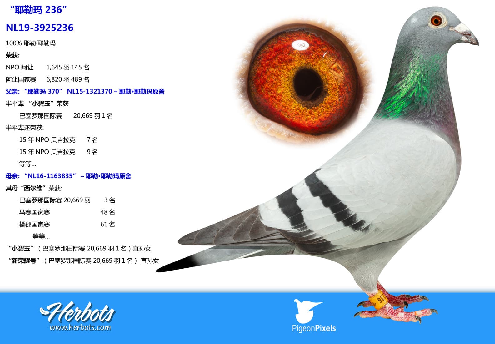pigeon: undefined