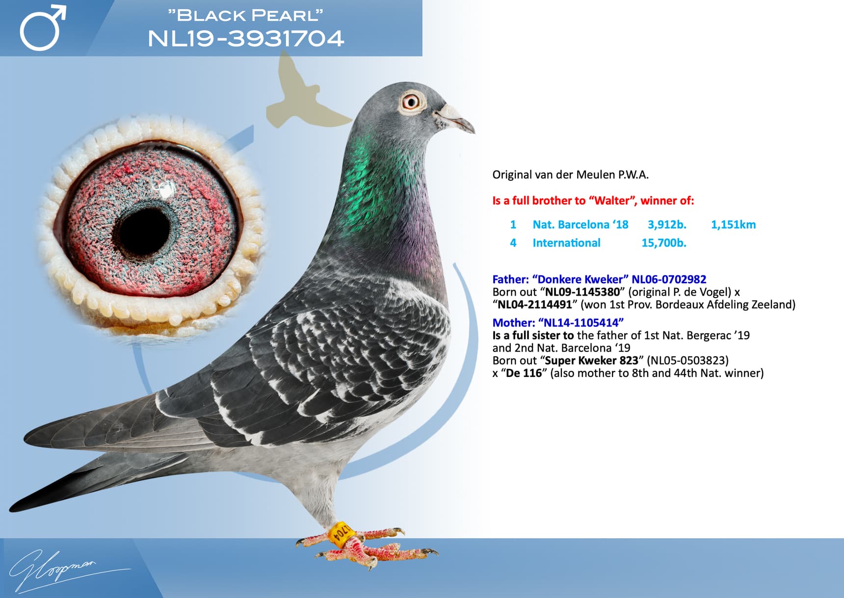 pigeon: undefined