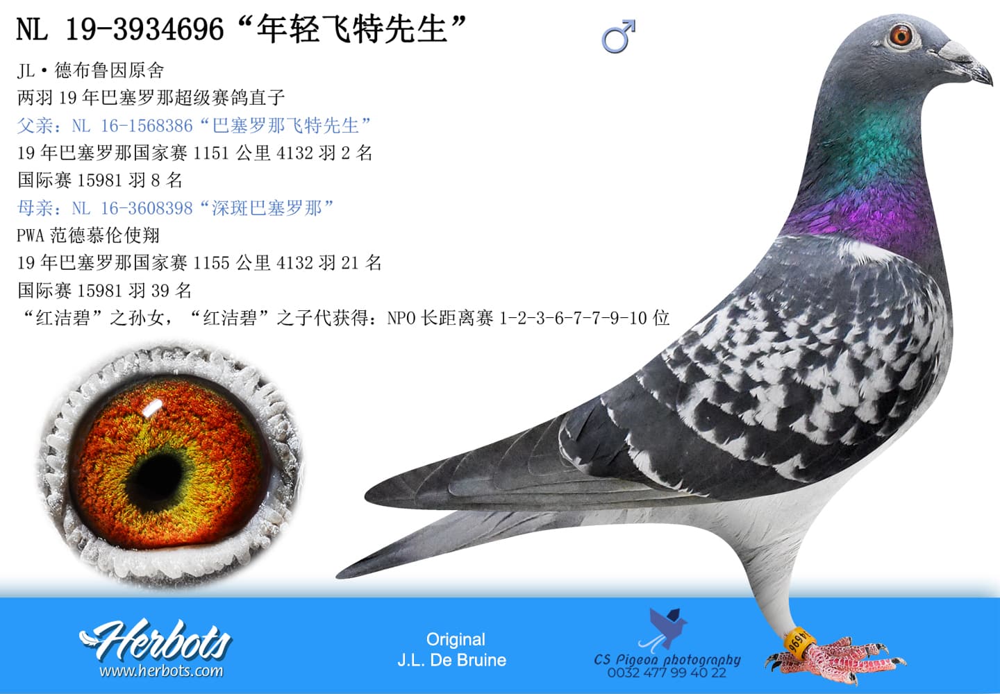 pigeon: undefined