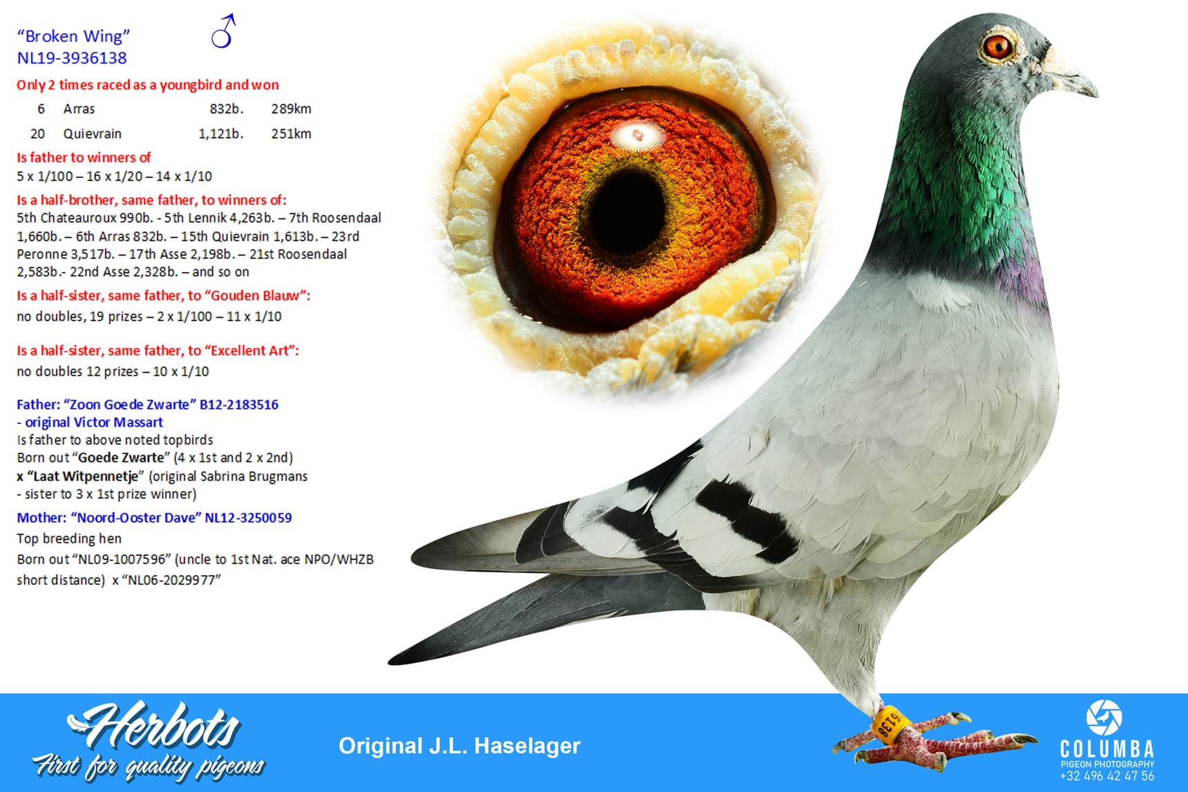 pigeon: undefined
