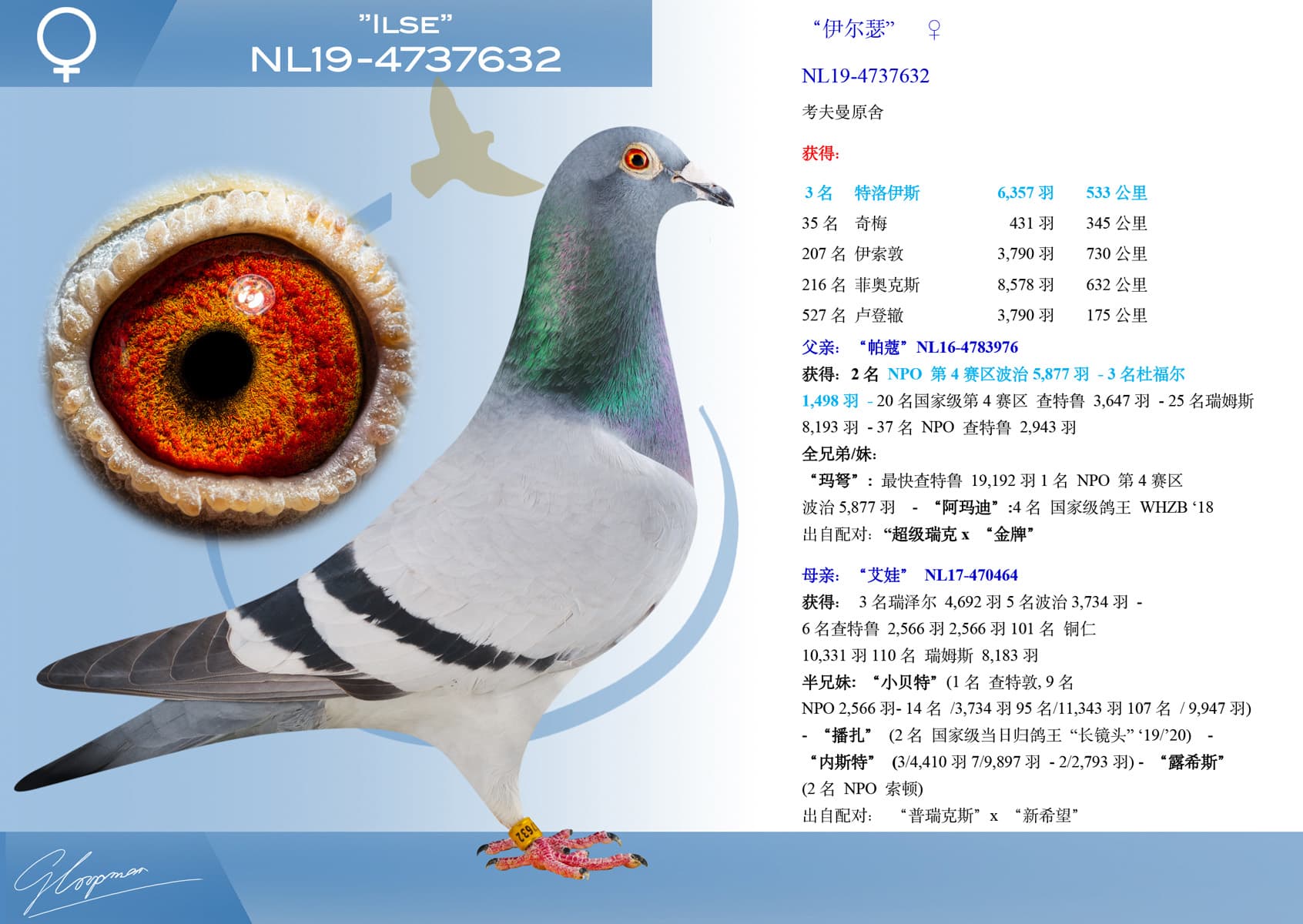 pigeon: undefined