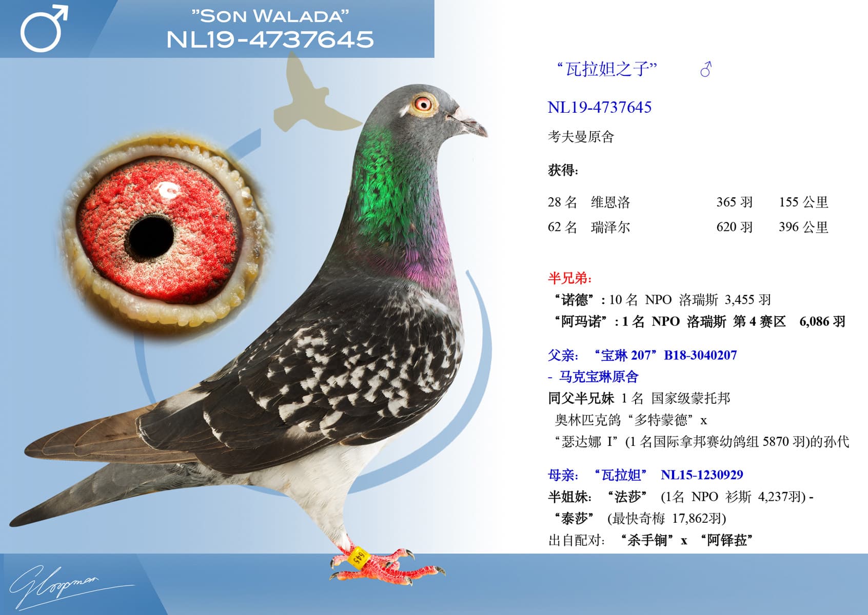 pigeon: undefined