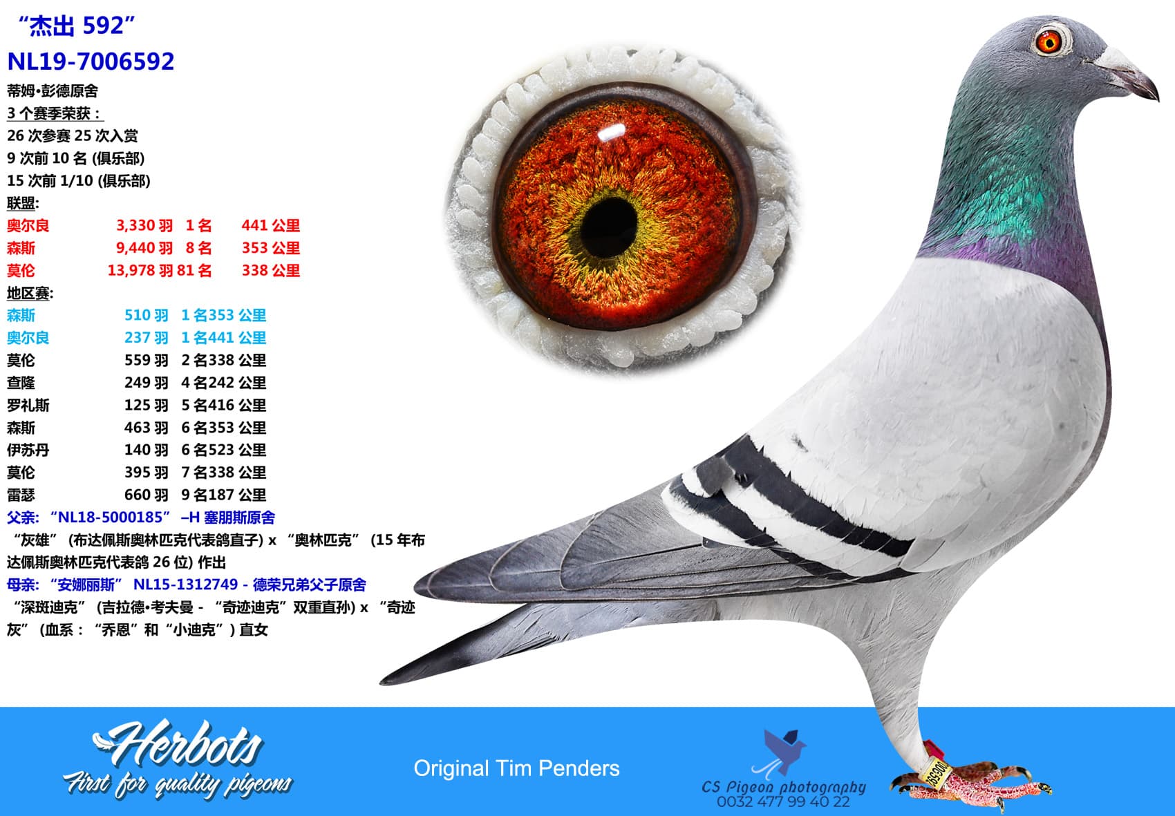 pigeon: “杰出 592”