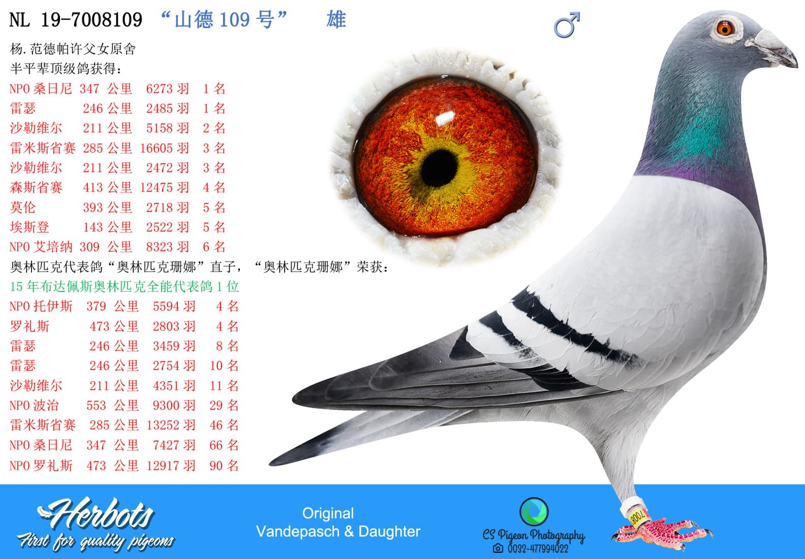 pigeon: undefined