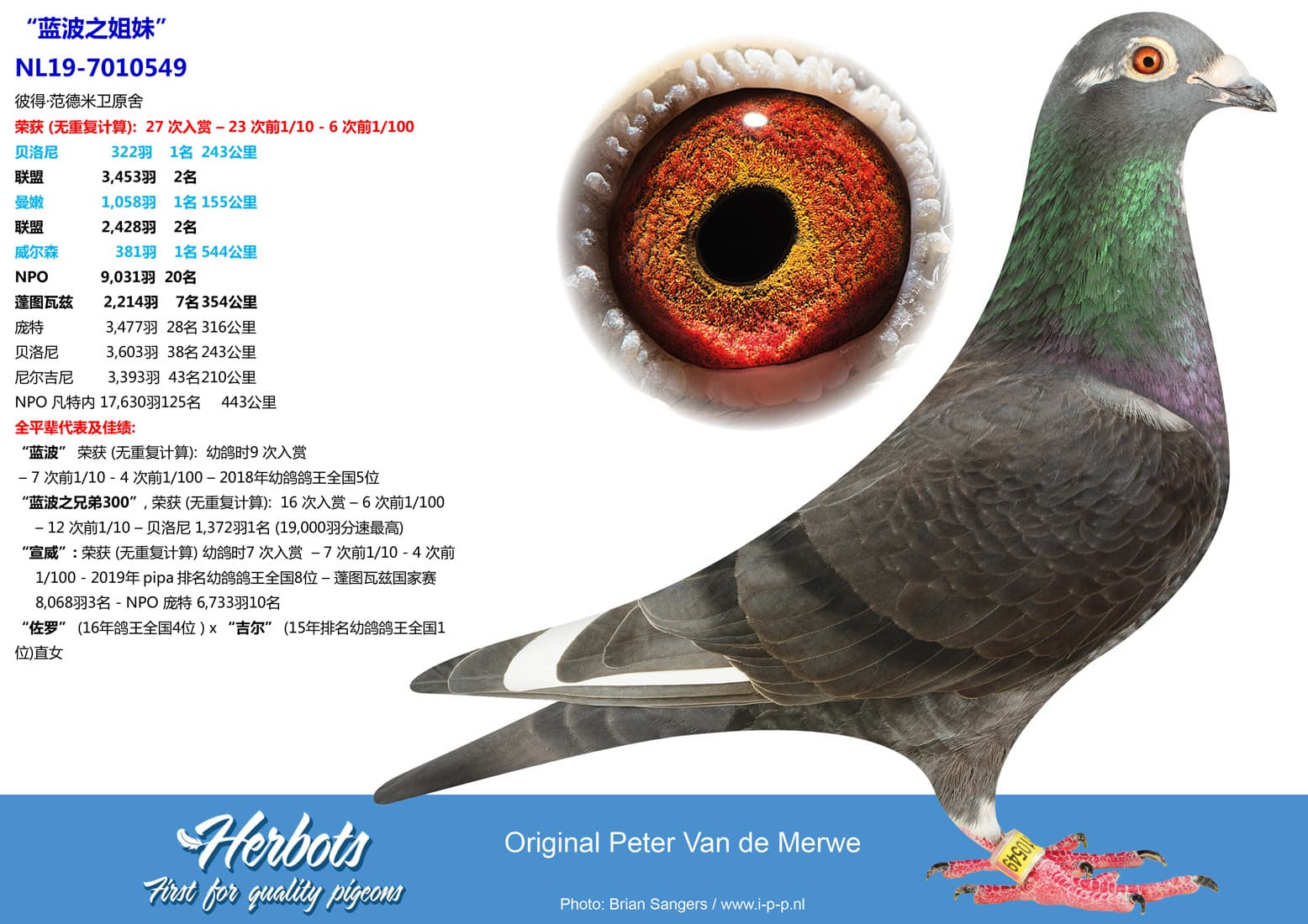 pigeon: undefined