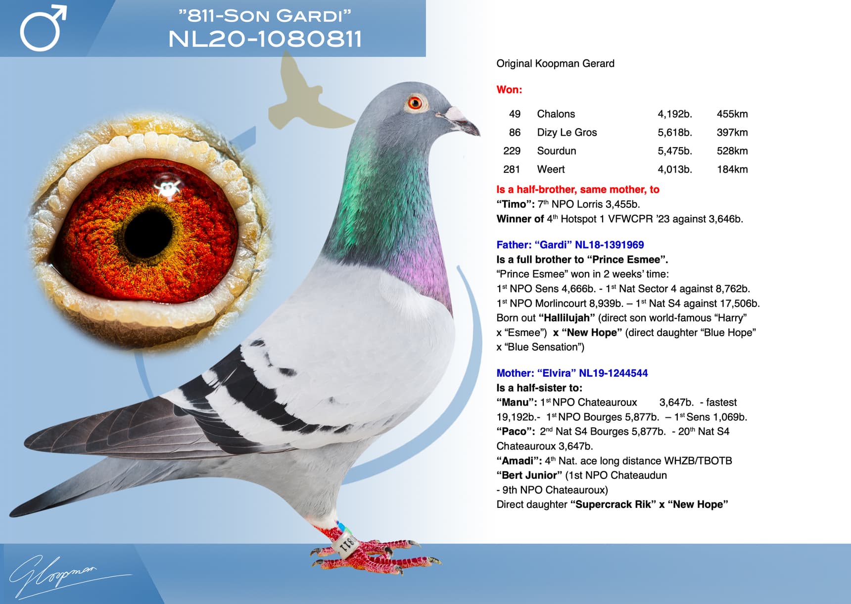 pigeon: undefined