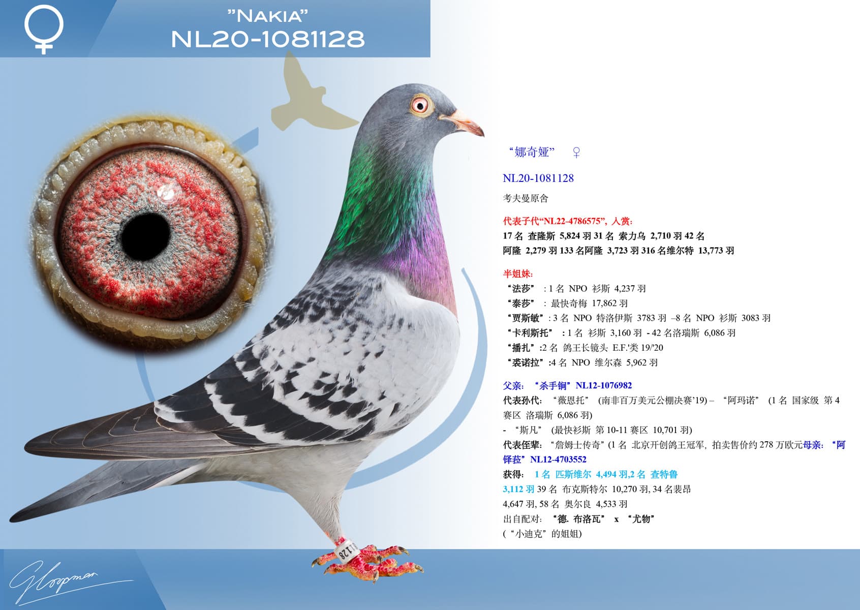 pigeon: undefined