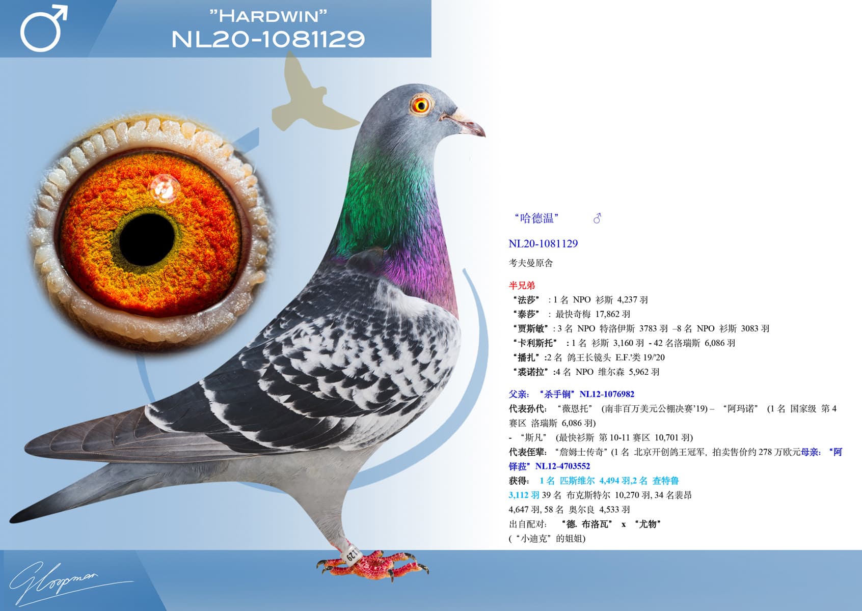 pigeon: undefined