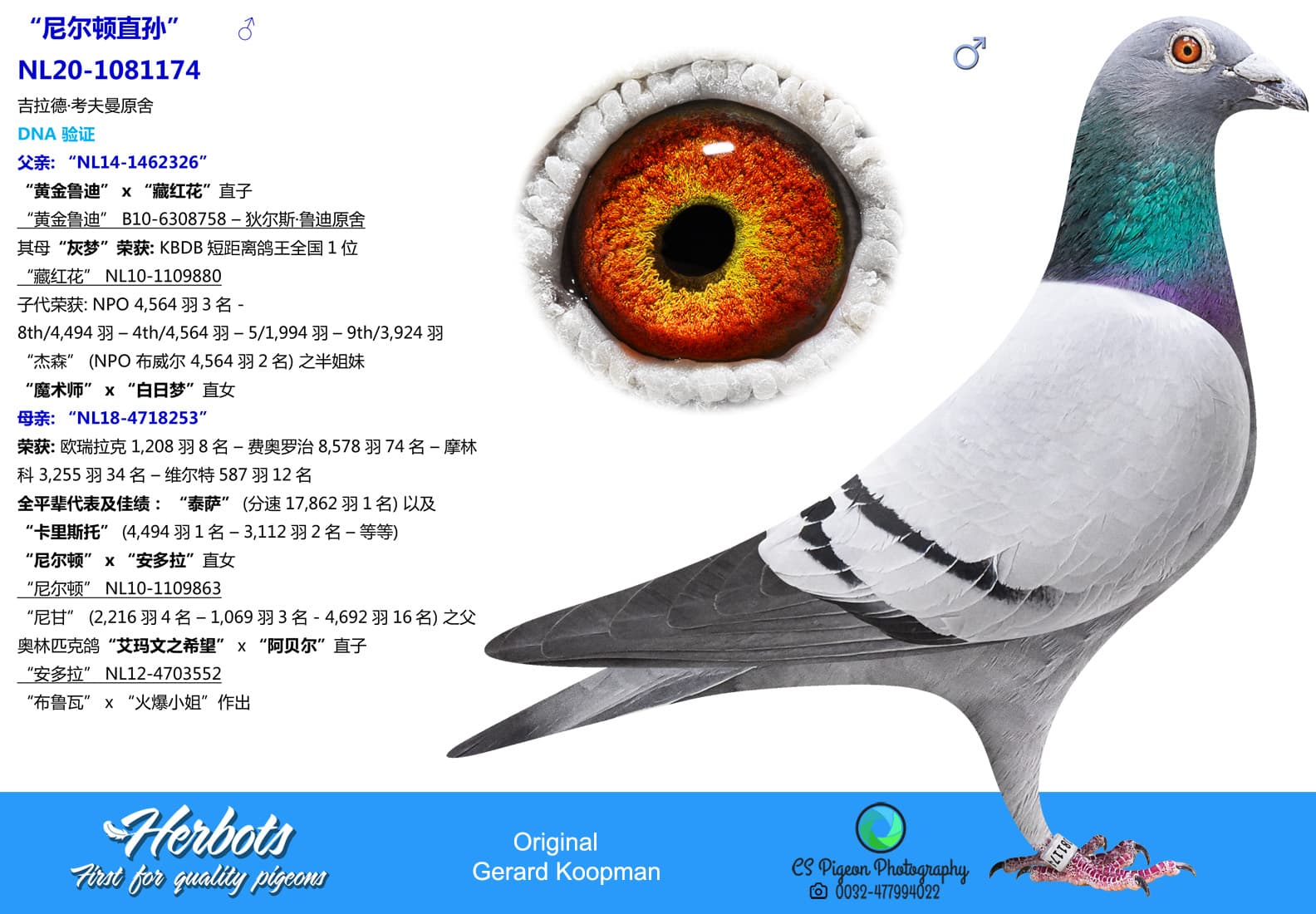 pigeon: undefined