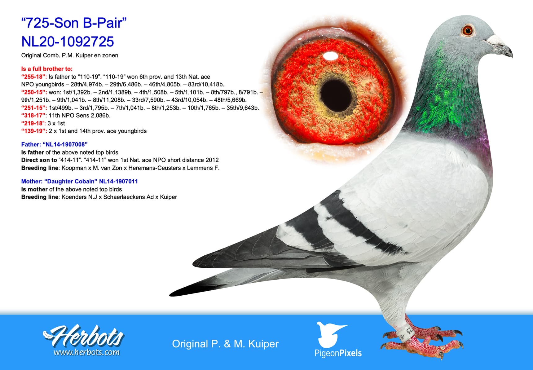 pigeon: undefined